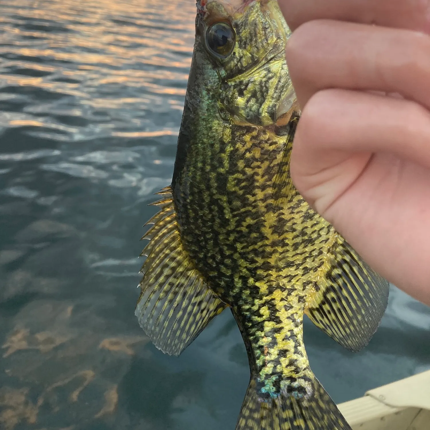 Black crappie caught on Fishbrain