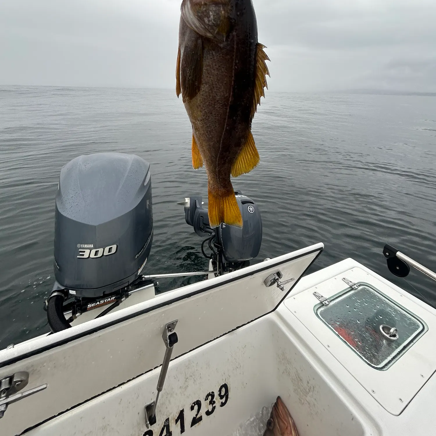 The most recent Yellowtail rockfish catches on Fishbrain