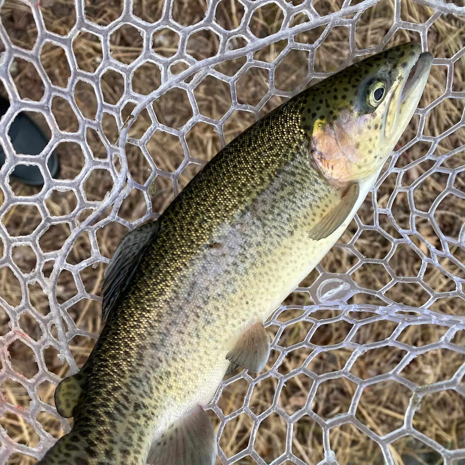 The most recent Rainbow trout catches on Fishbrain