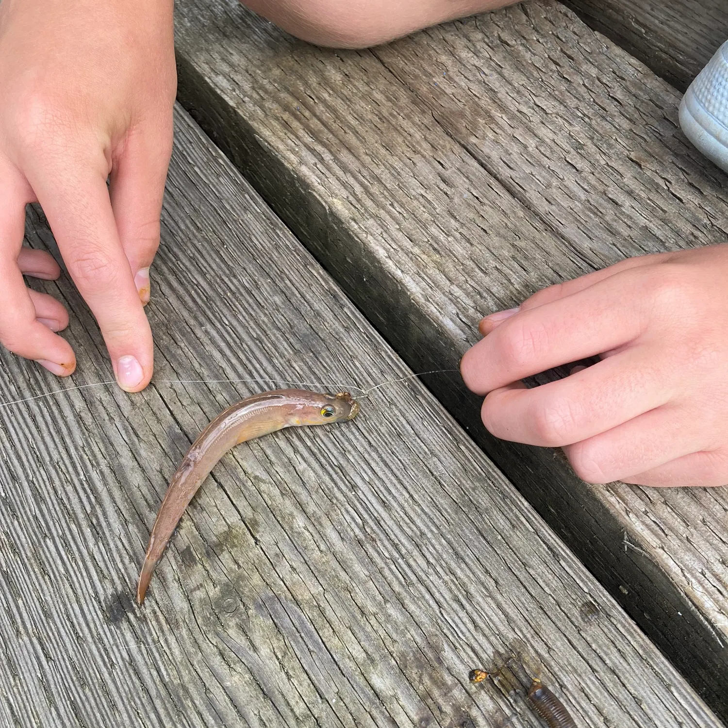 The most recent Shimofuri goby catches on Fishbrain
