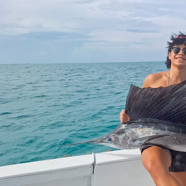 The most recent Atlantic sailfish catches on Fishbrain