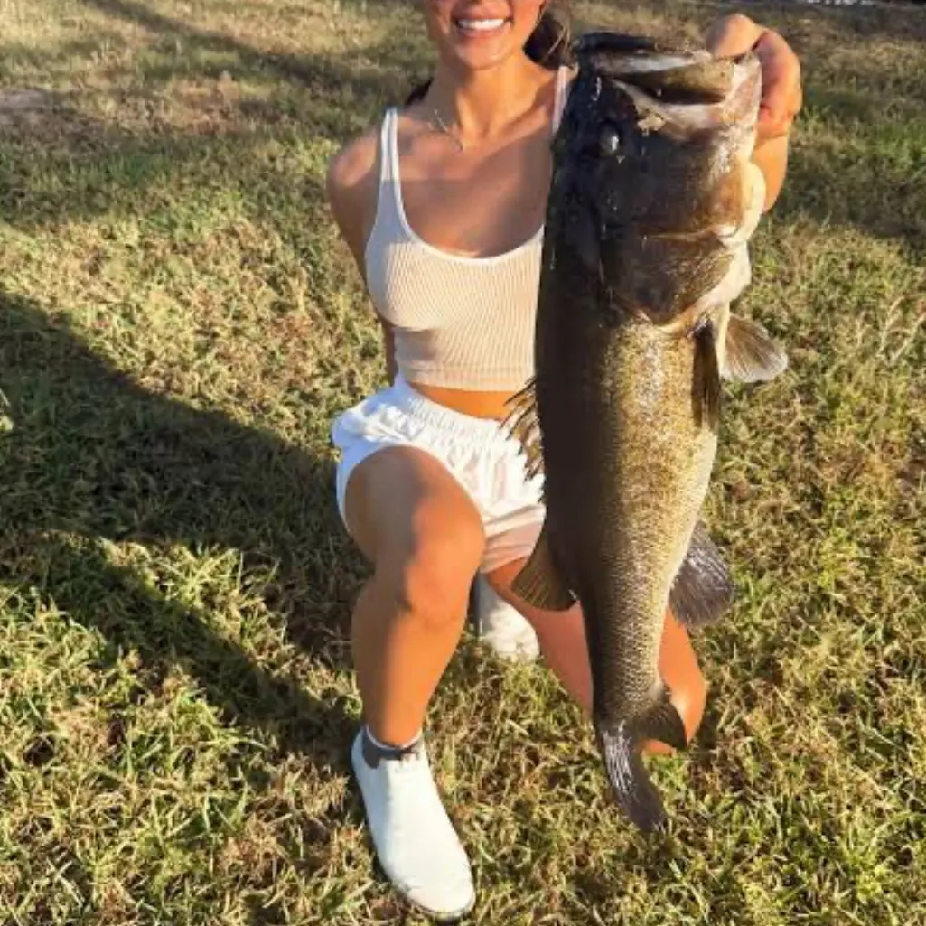 The most recent Black grouper catches on Fishbrain