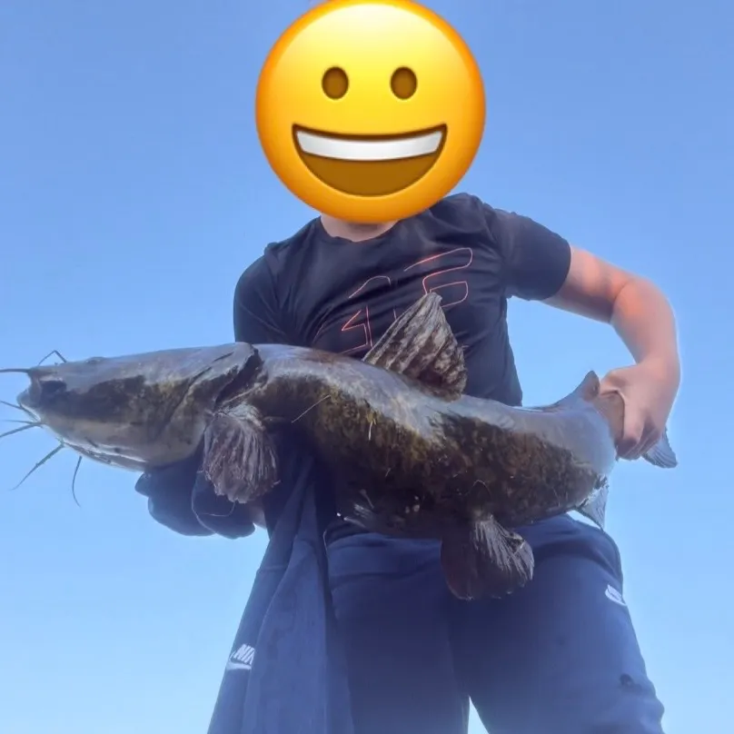 Flathead catfish caught on Fishbrain