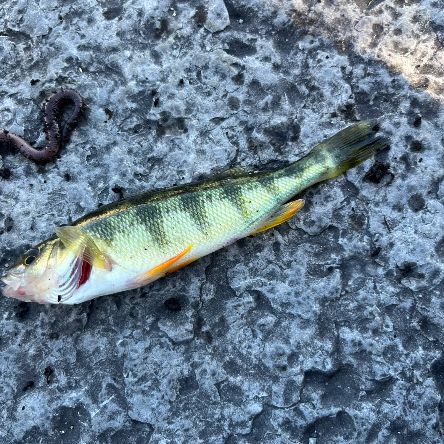 Yellow perch caught on Fishbrain