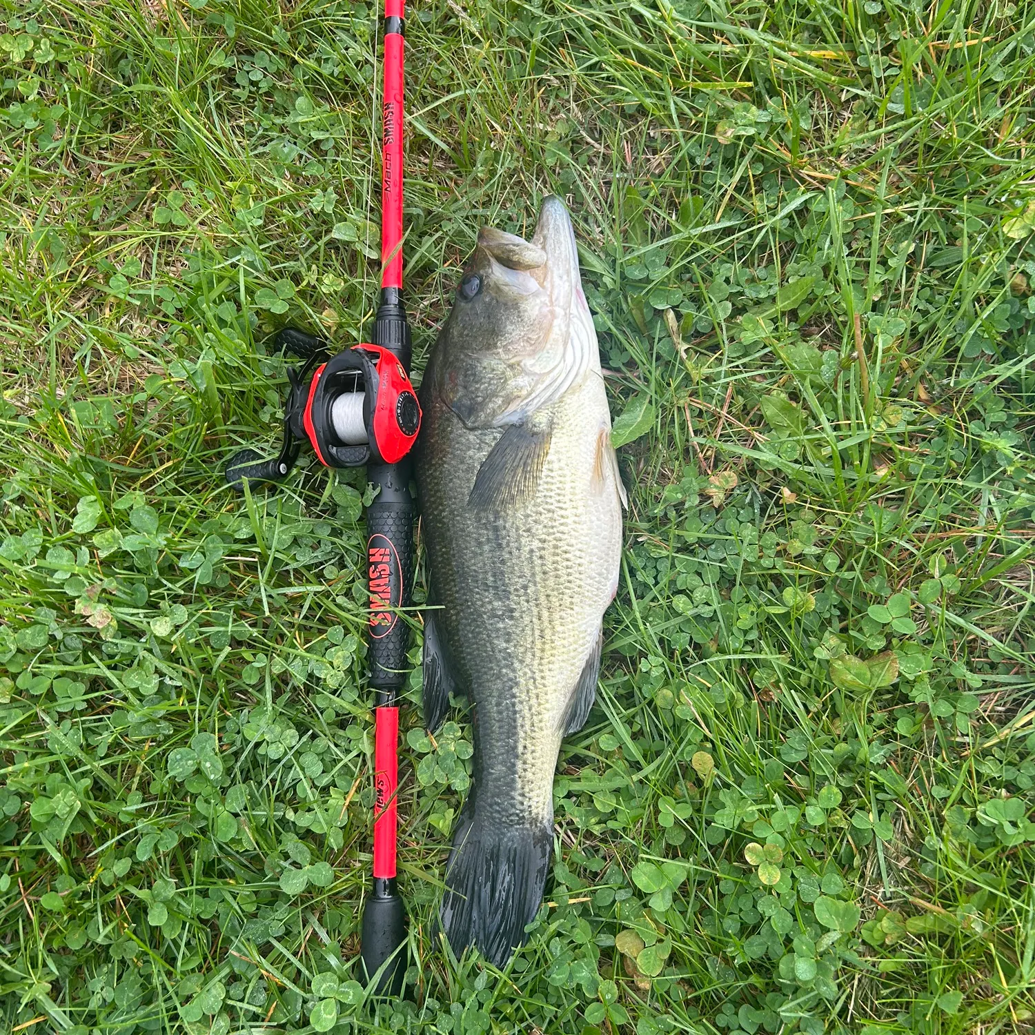 Largemouth bass caught on Fishbrain