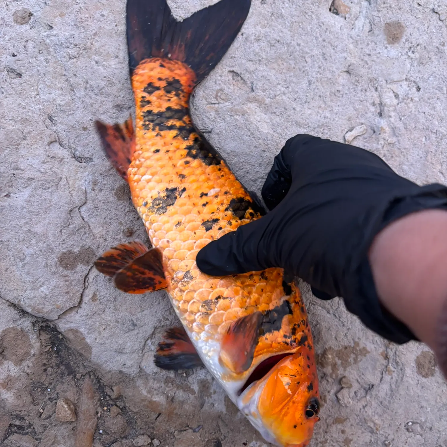 Koi carp caught on Fishbrain