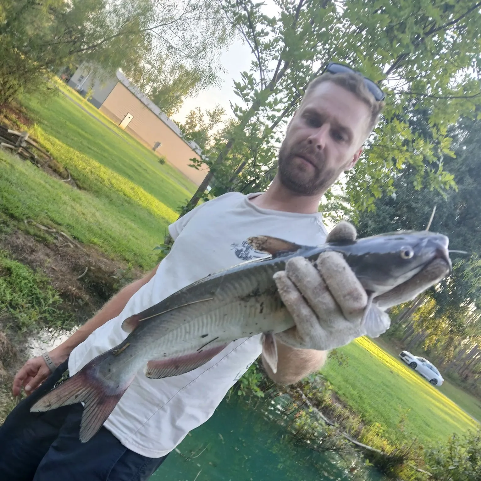 Channel catfish caught on Fishbrain