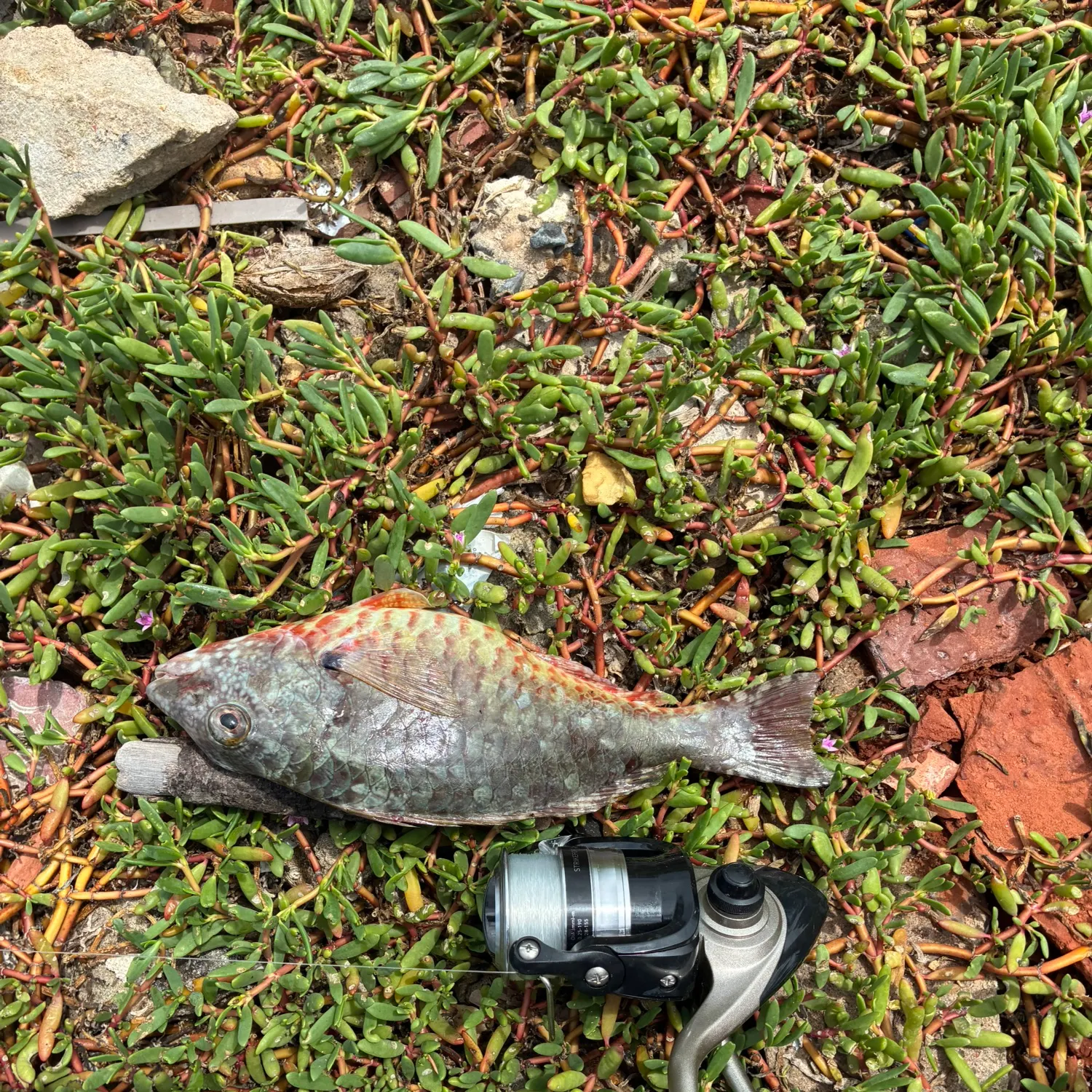The most recent Japanese parrotfish catches on Fishbrain