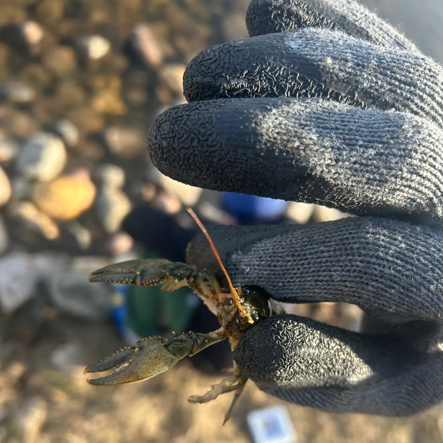 The most recent Virile crayfish catches on Fishbrain