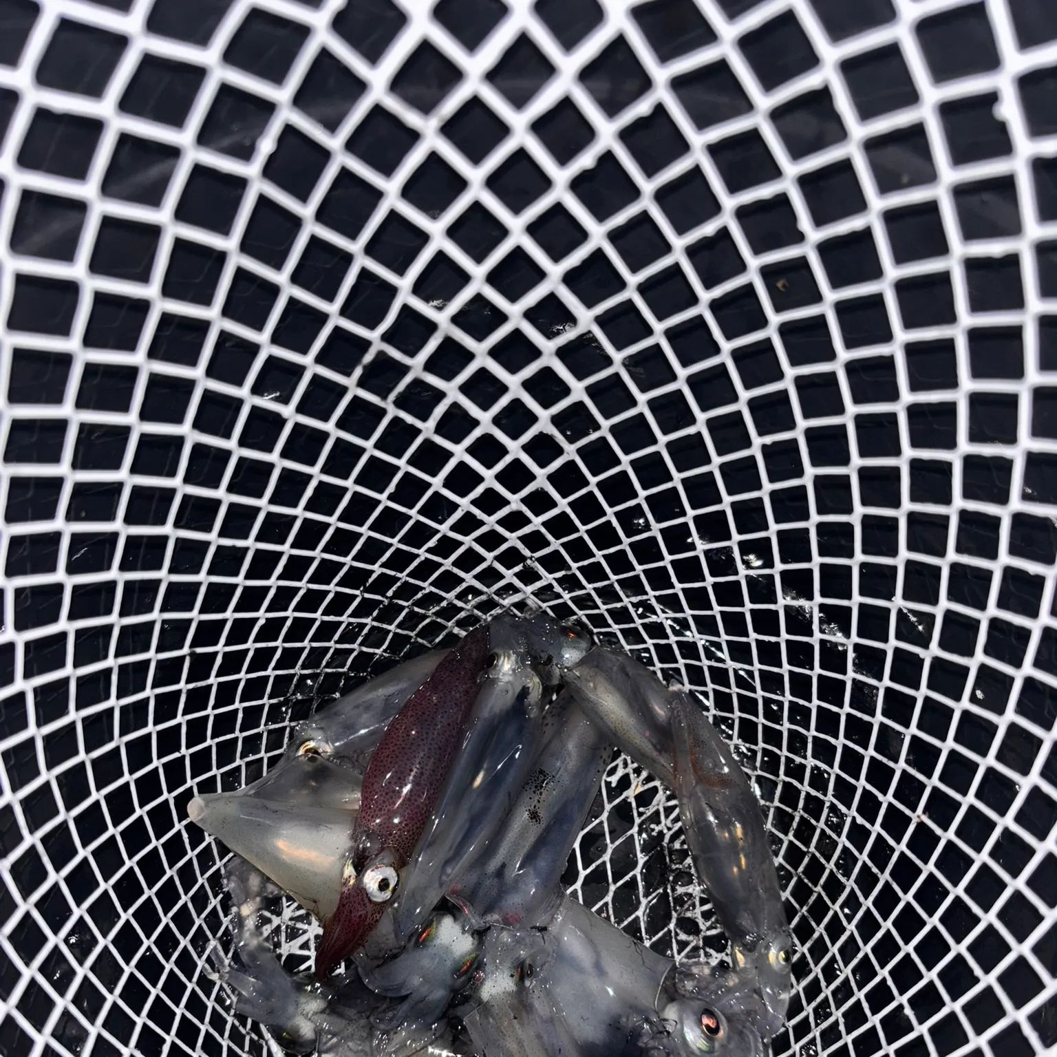 The most recent Longfin inshore squid catches on Fishbrain