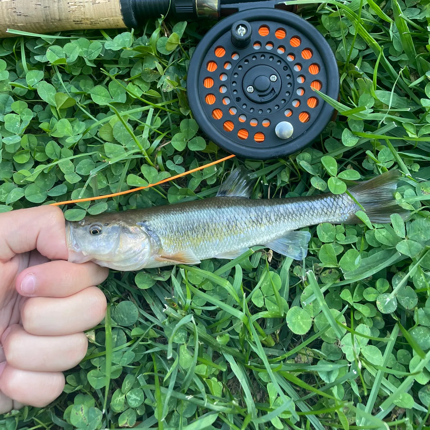 Creek chub caught on Fishbrain