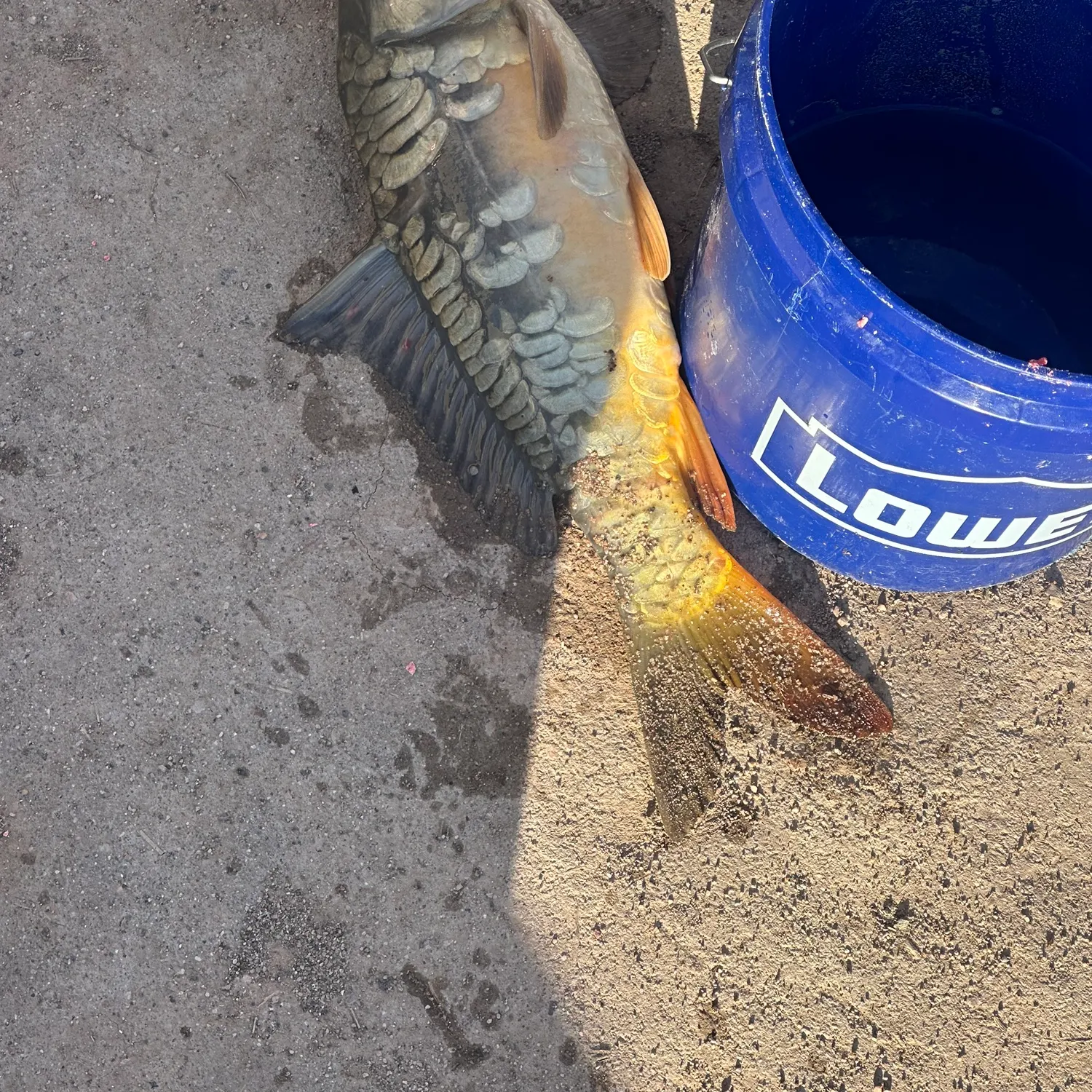 The most recent Mirror carp catches on Fishbrain