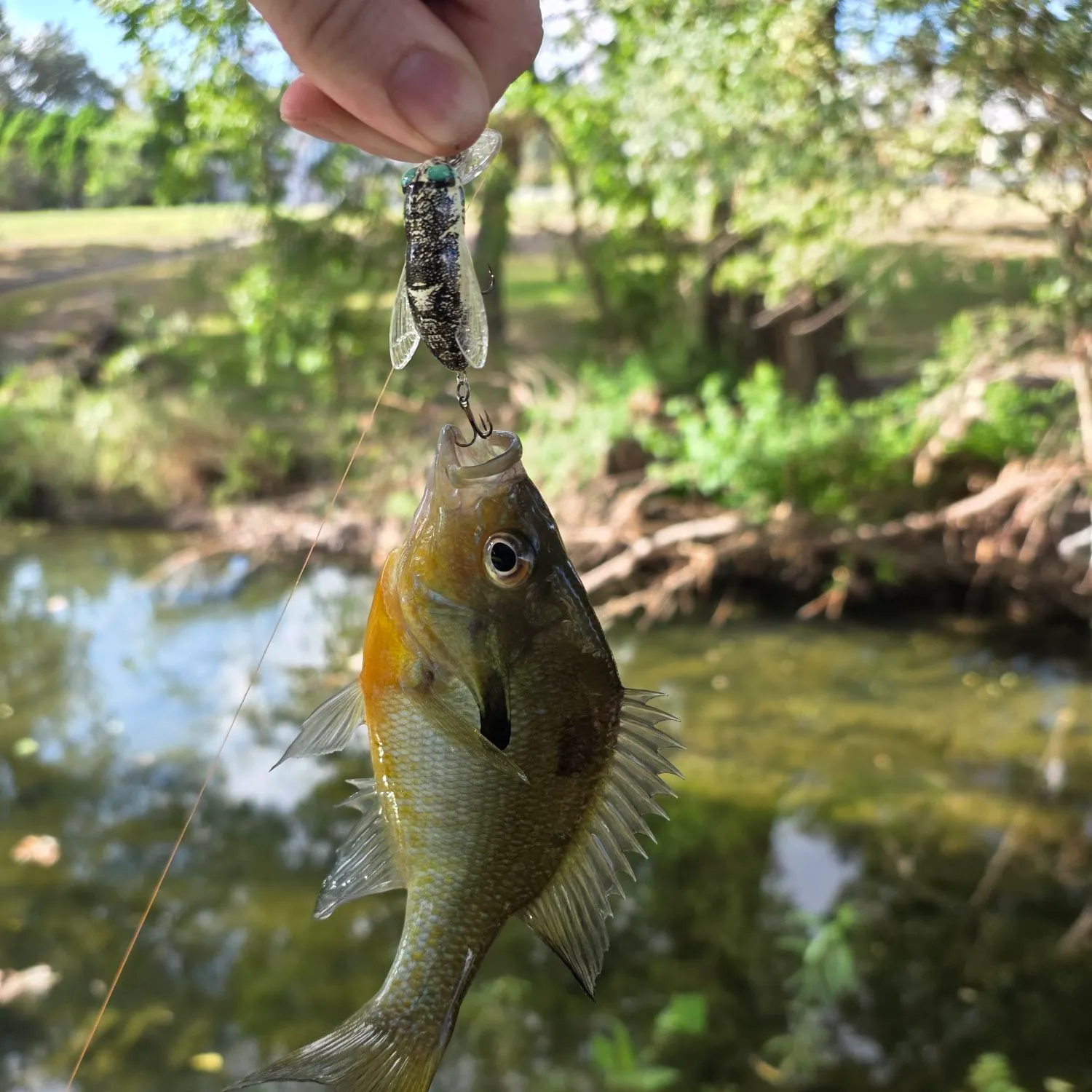 Redbreast sunfish caught on Fishbrain