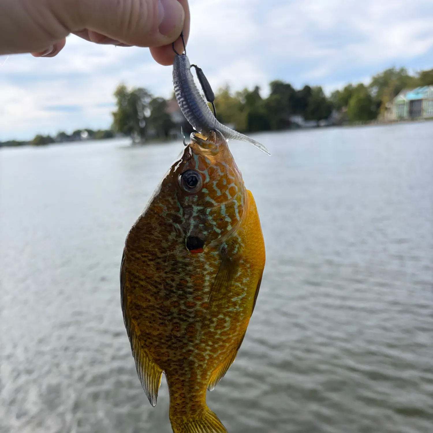 Pumpkinseed caught on Fishbrain