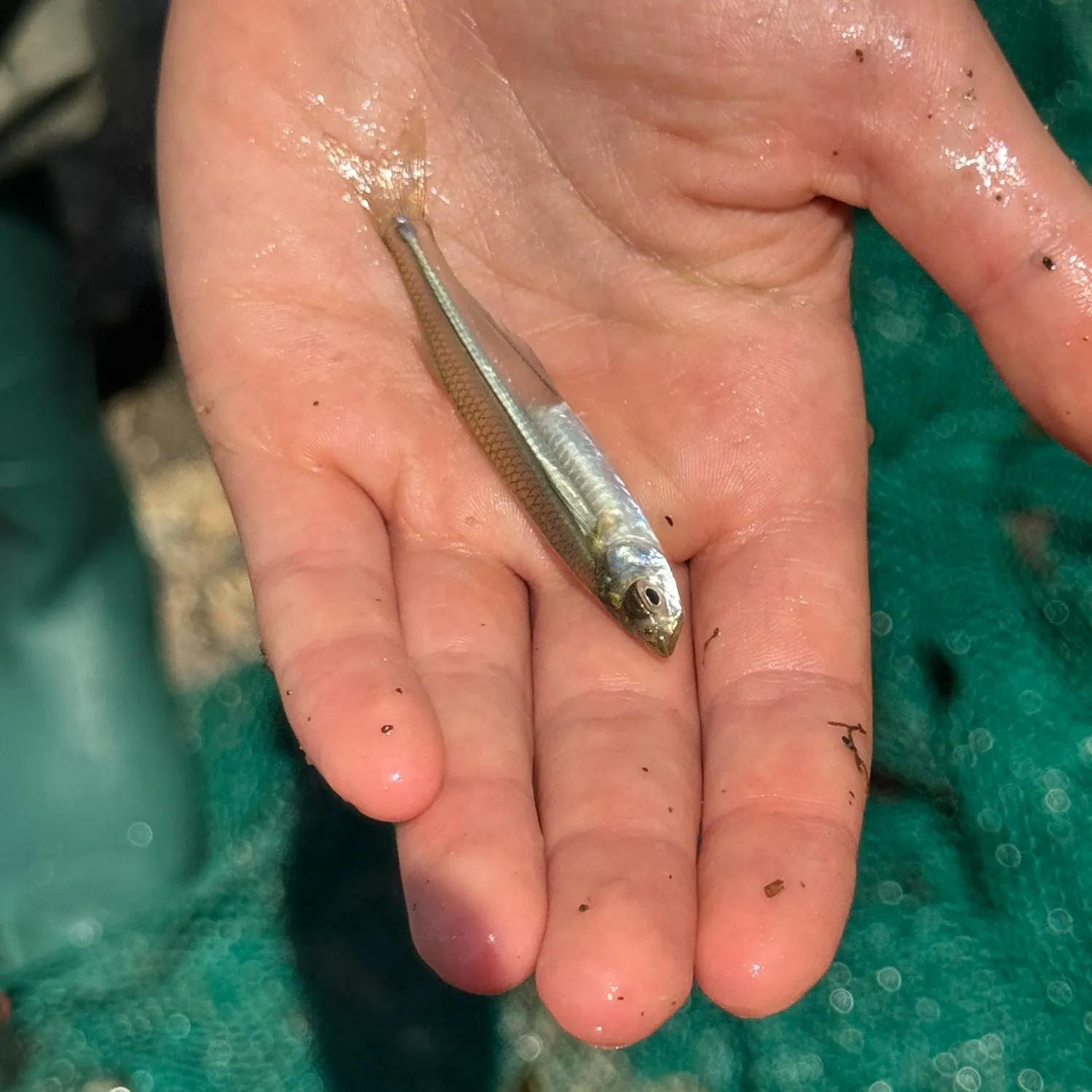 The most recent Atlantic silverside catches on Fishbrain