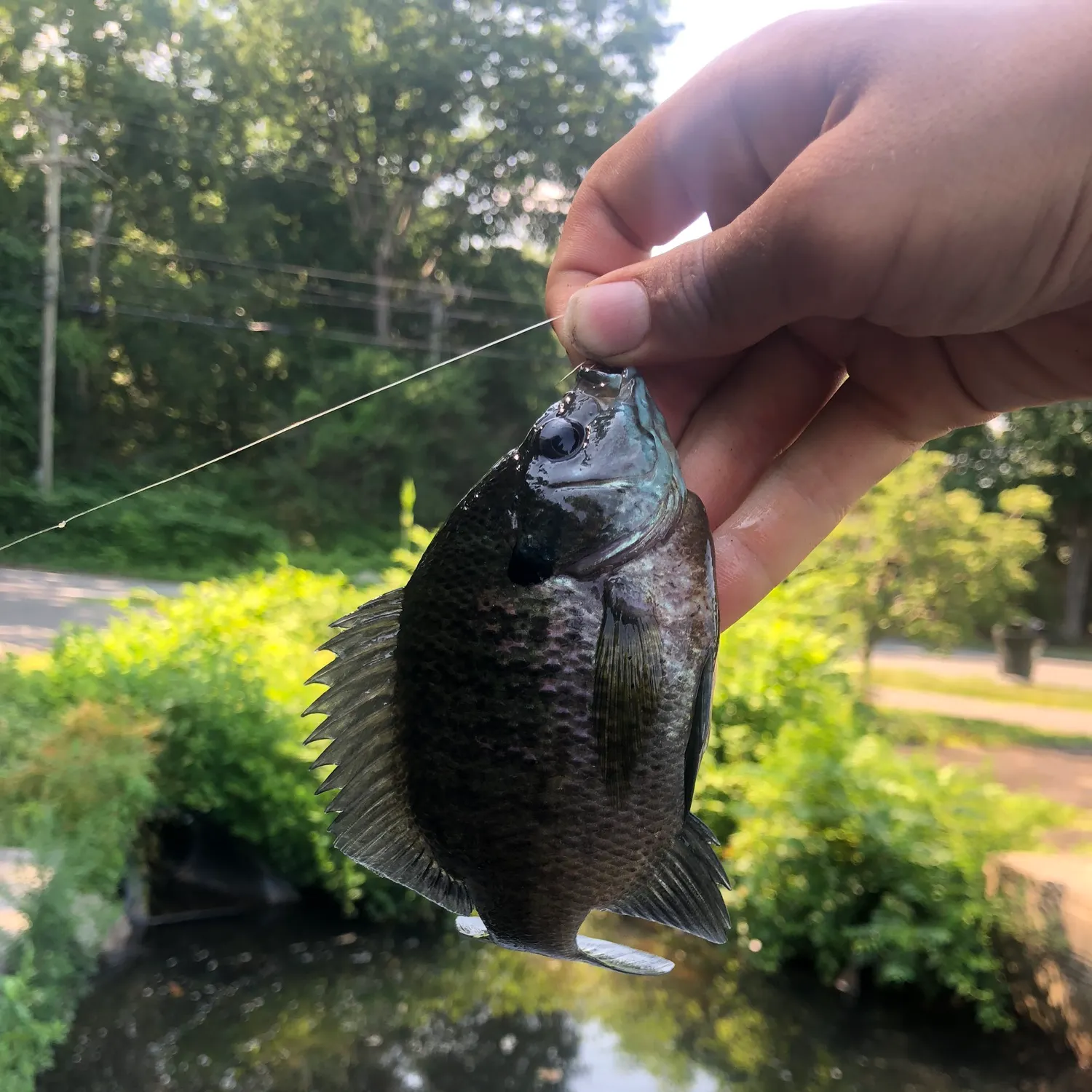 catch
