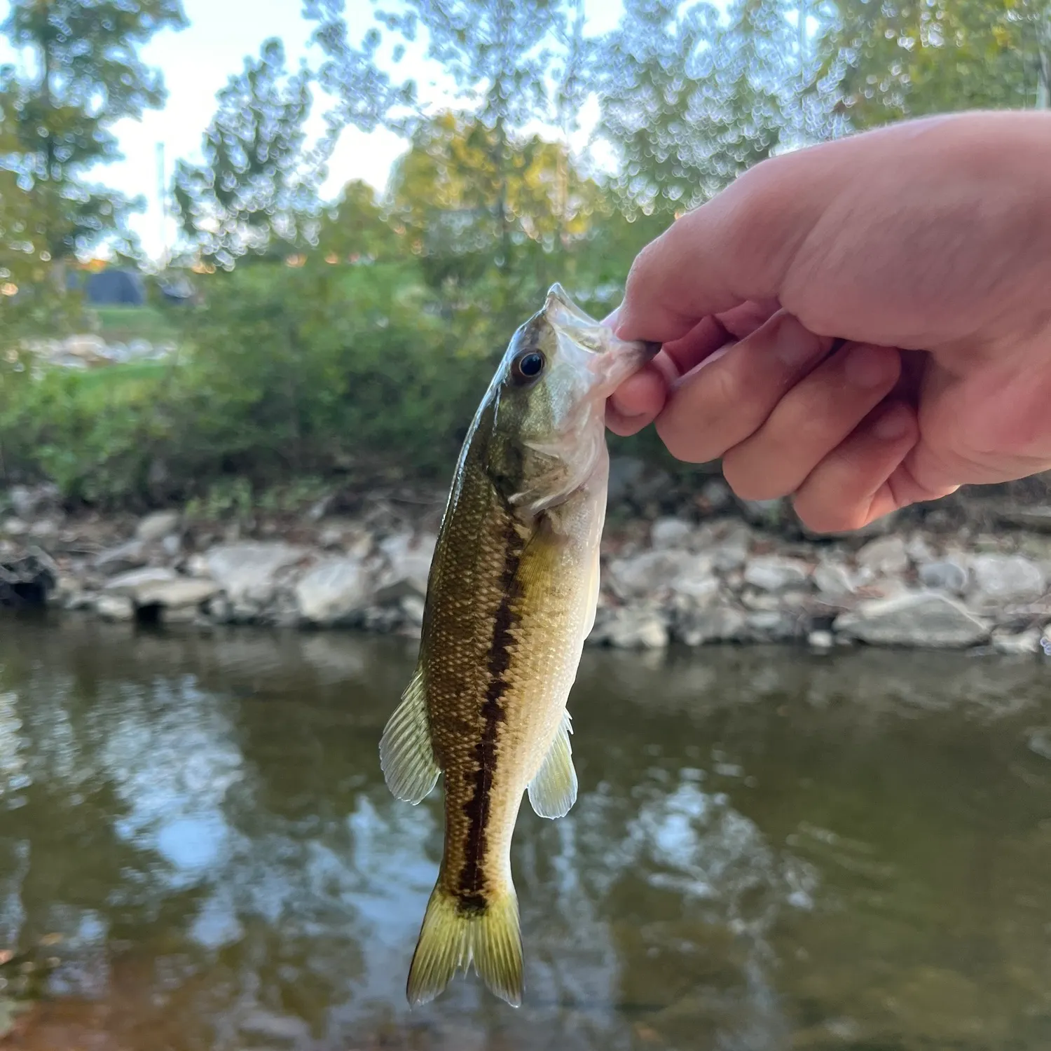 Spotted bass caught on Fishbrain