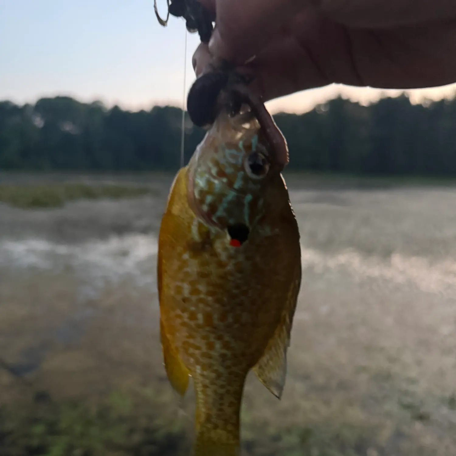 Pumpkinseed caught on Fishbrain
