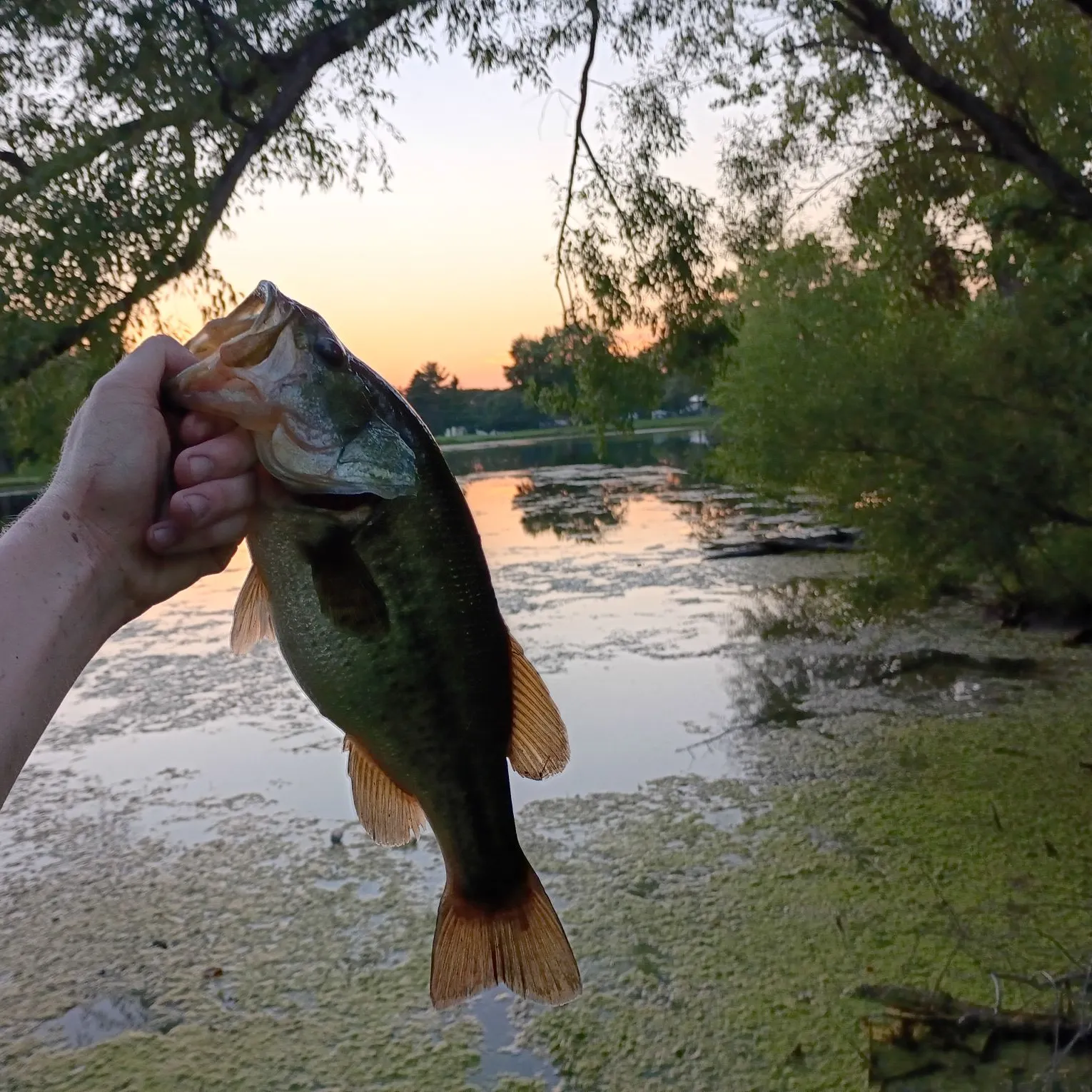 Largemouth bass caught on Fishbrain