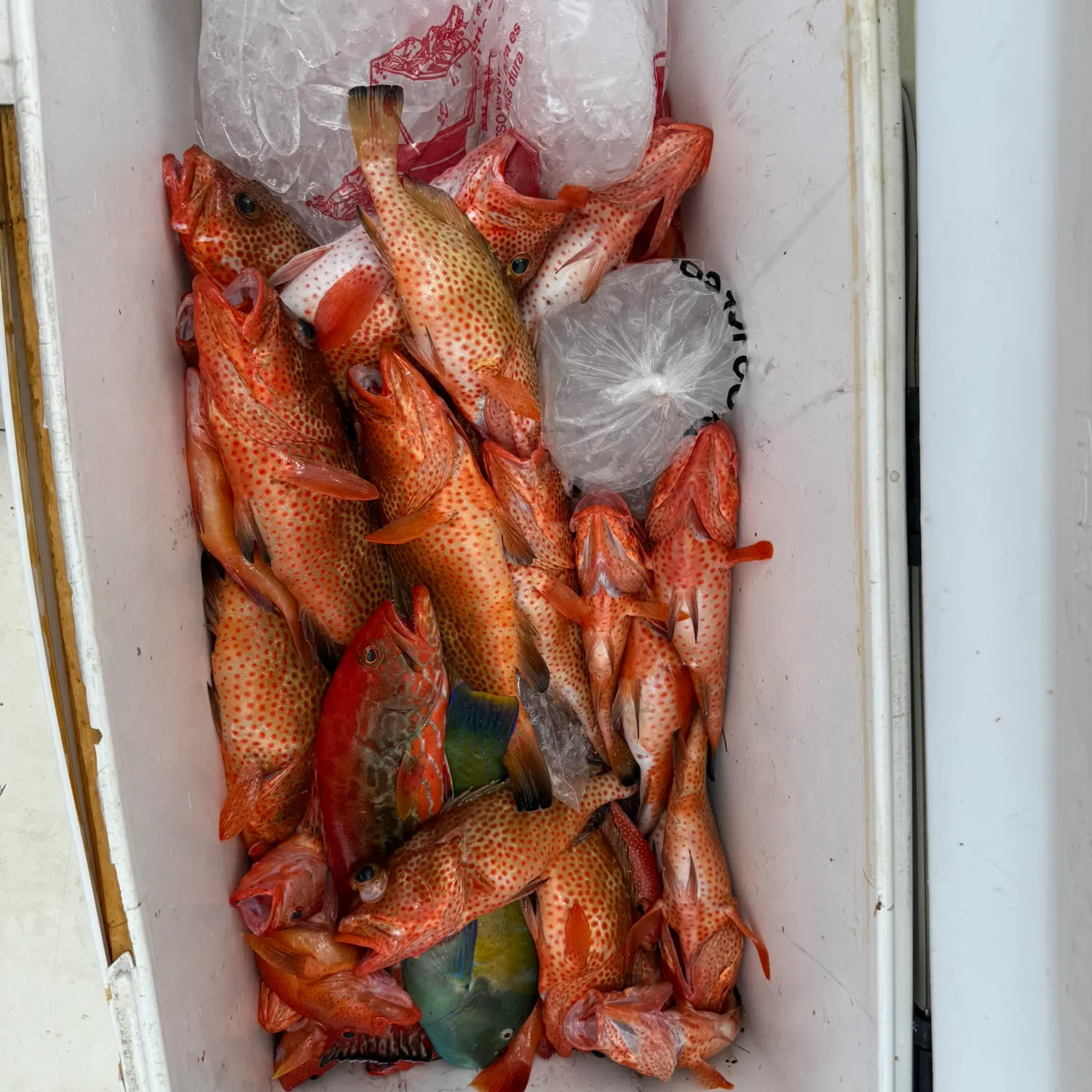 recently logged catches