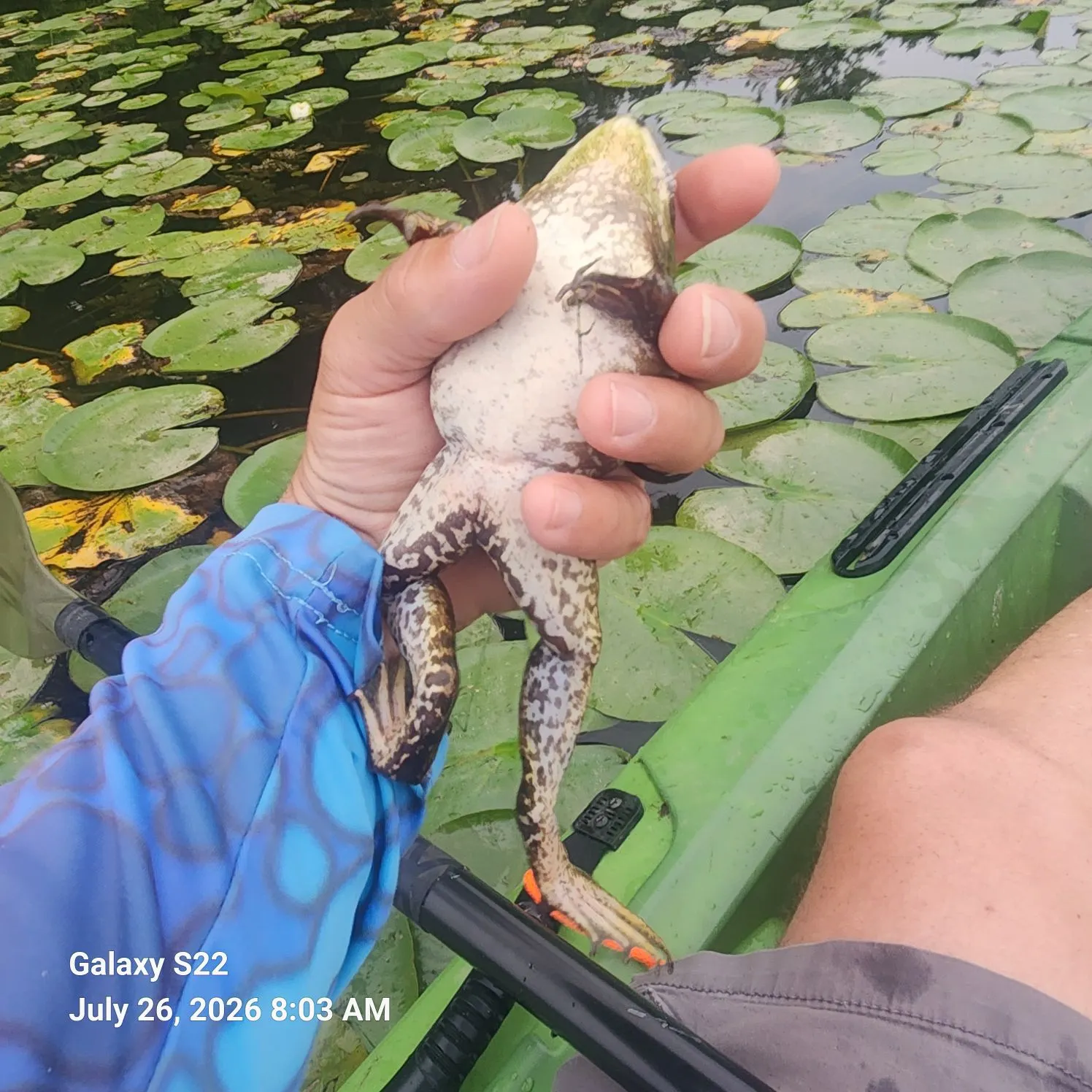recently logged catches