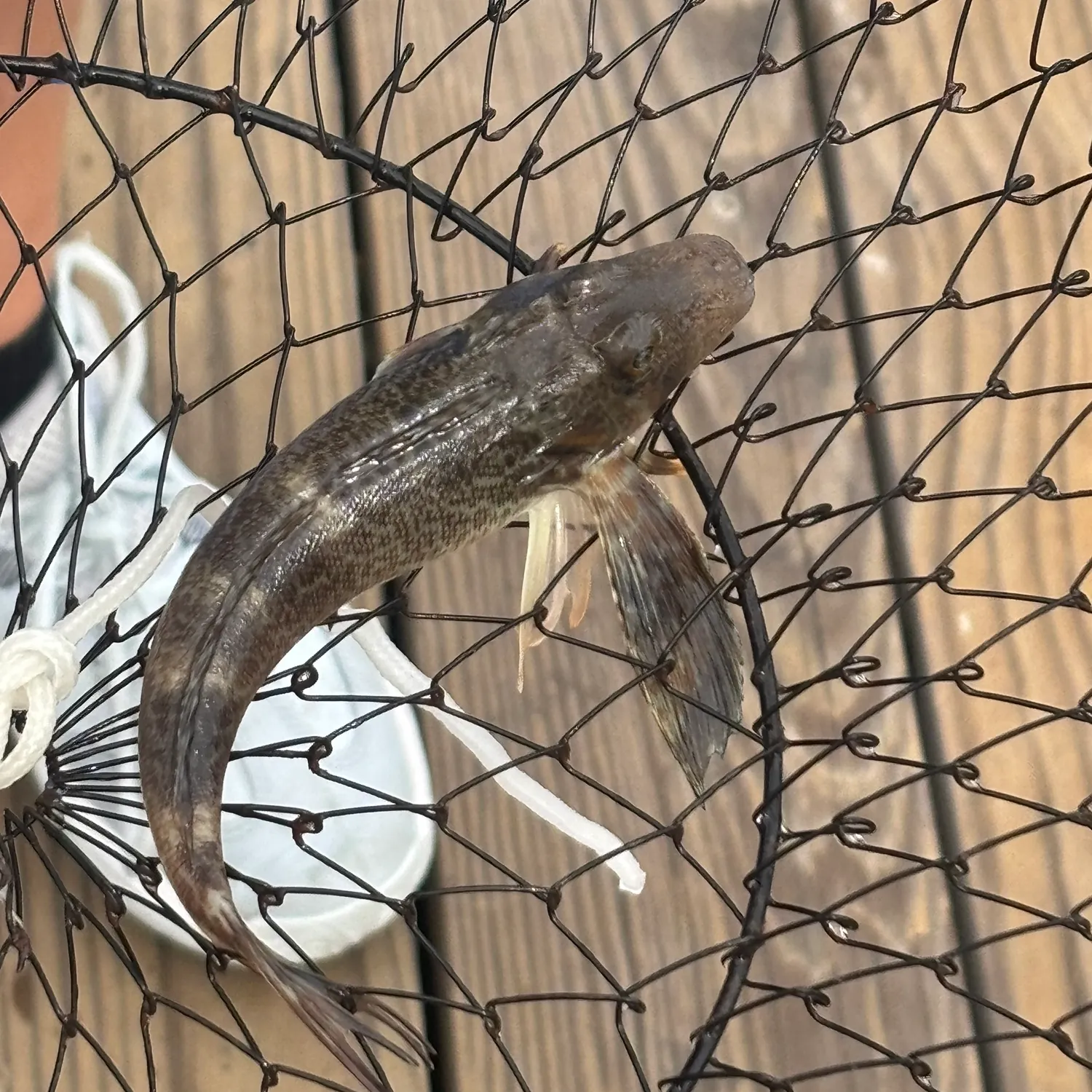 Striped searobin caught on Fishbrain