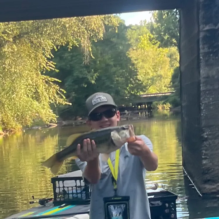 Largemouth bass caught on Fishbrain