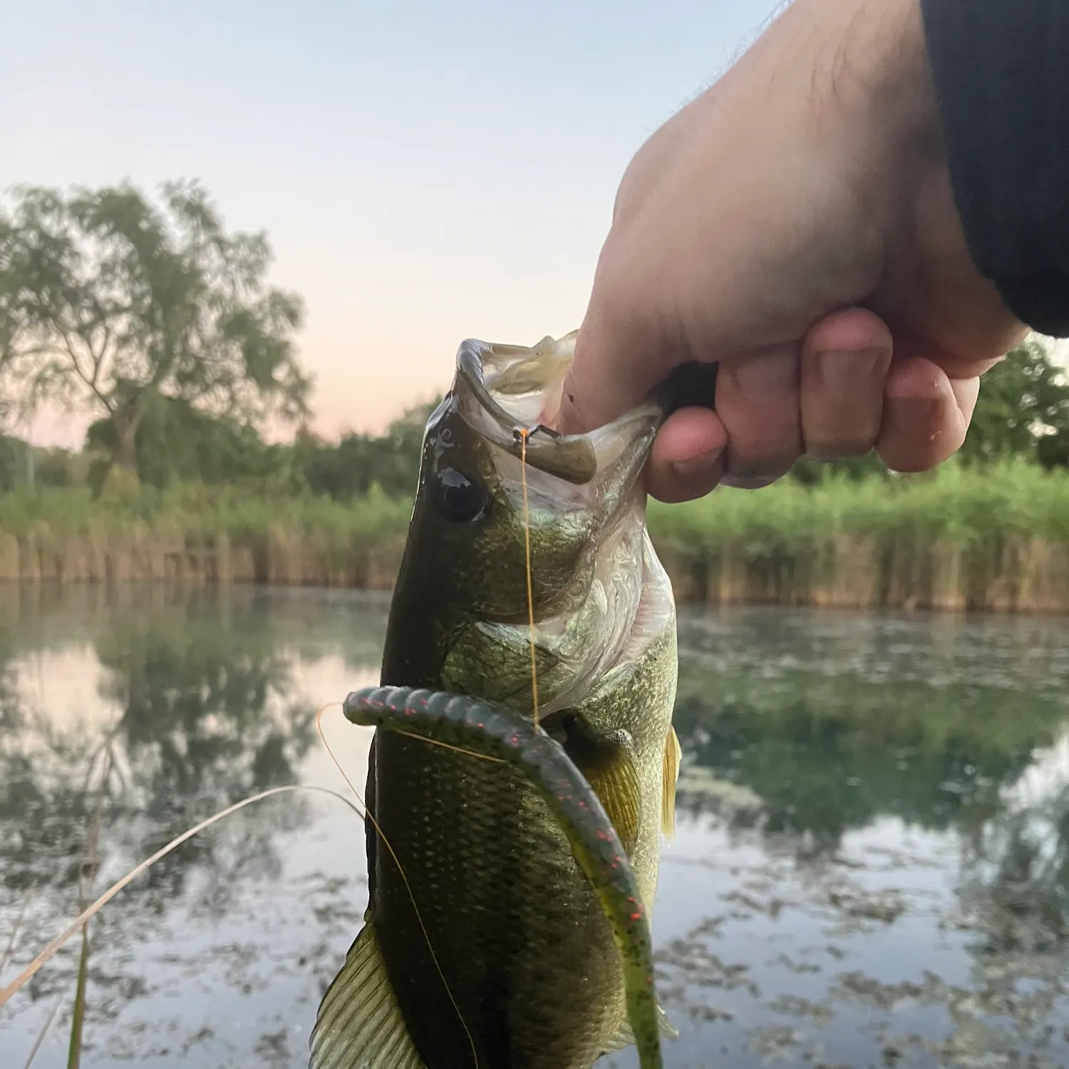 Largemouth bass caught on Fishbrain