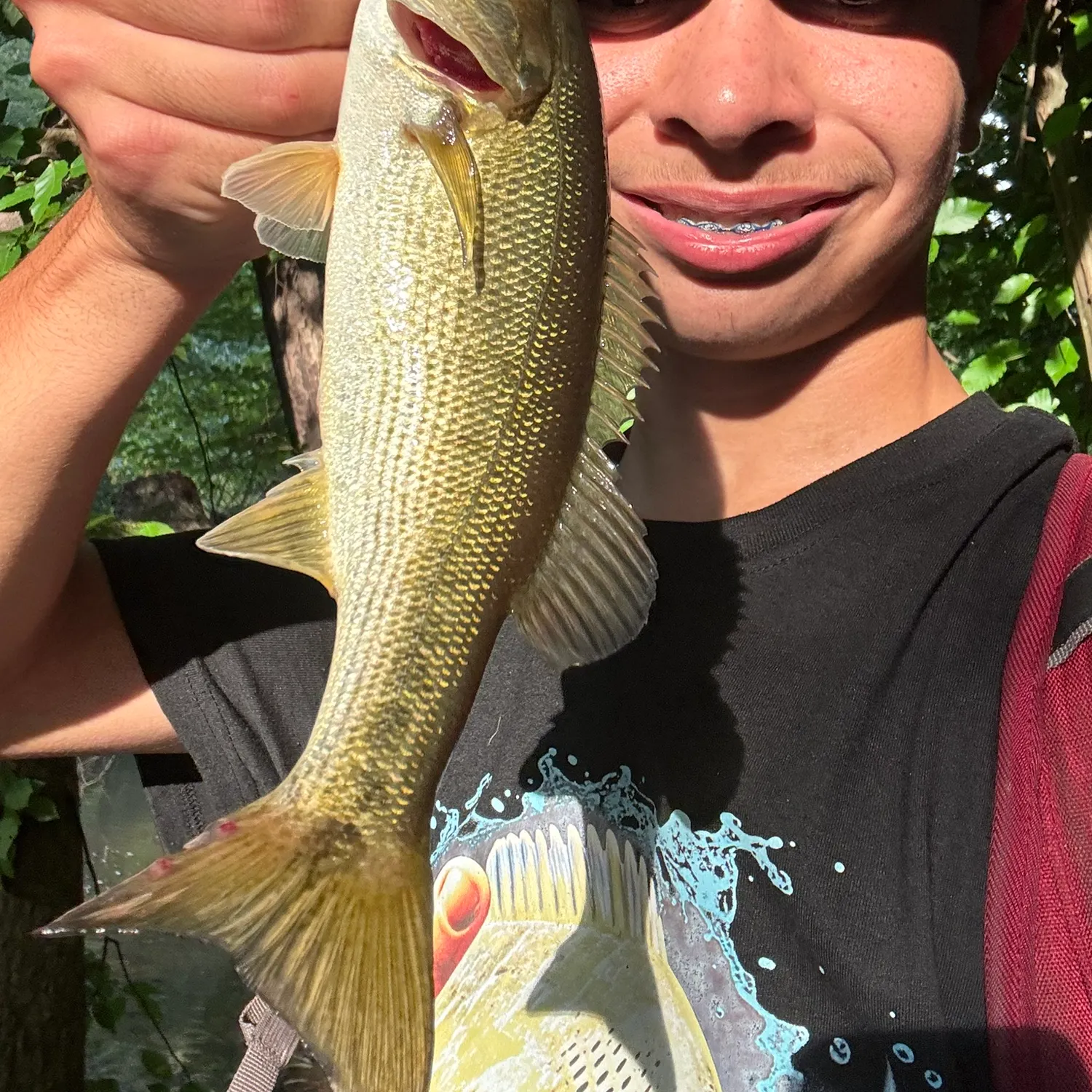 The most recent Redeye bass catches on Fishbrain
