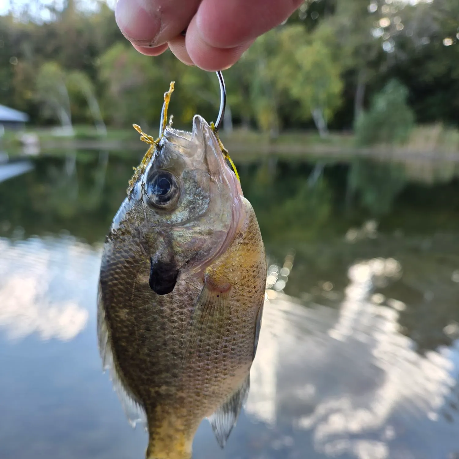 Bluegill caught on Fishbrain