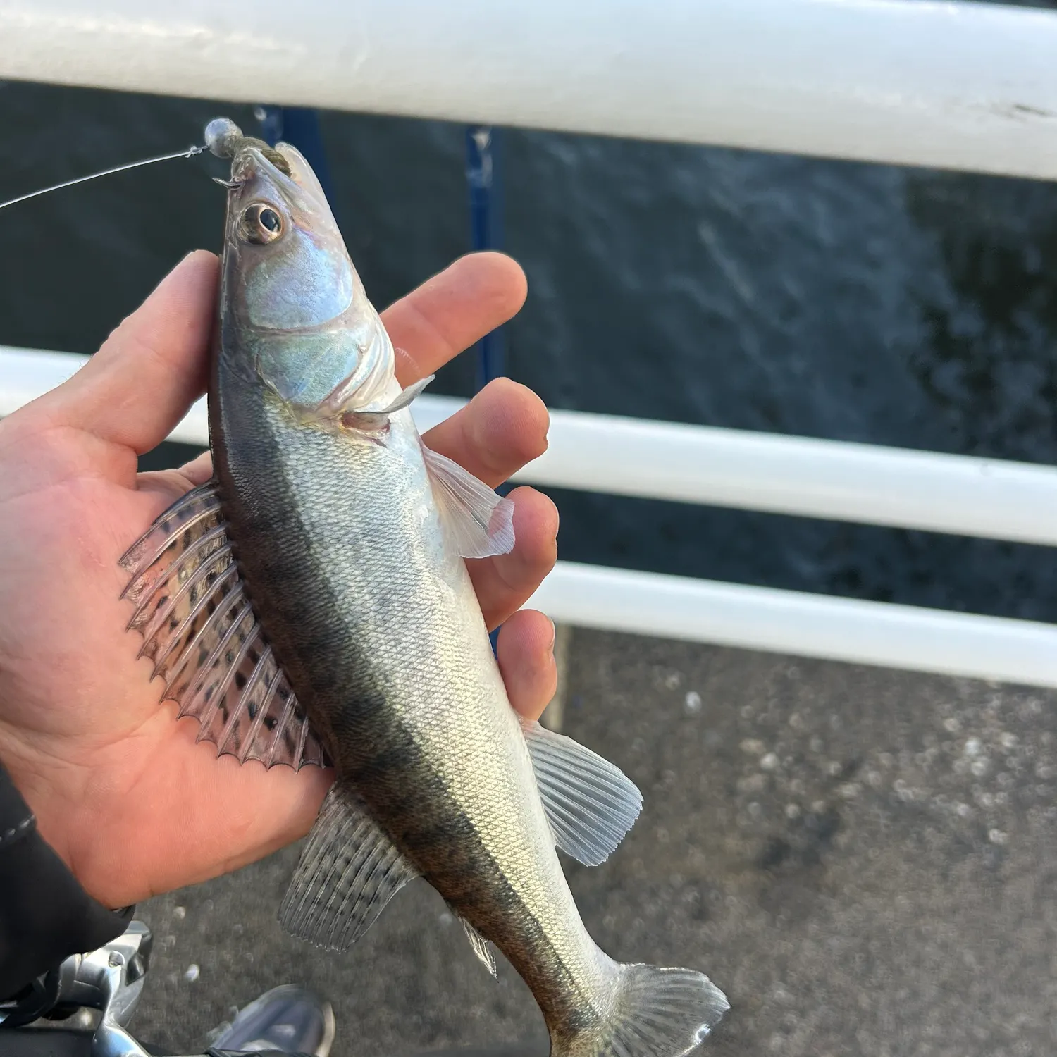 Zander caught on Fishbrain