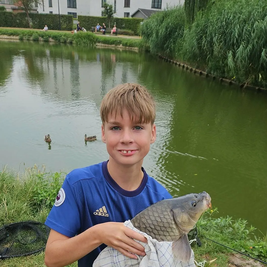 Common carp caught on Fishbrain