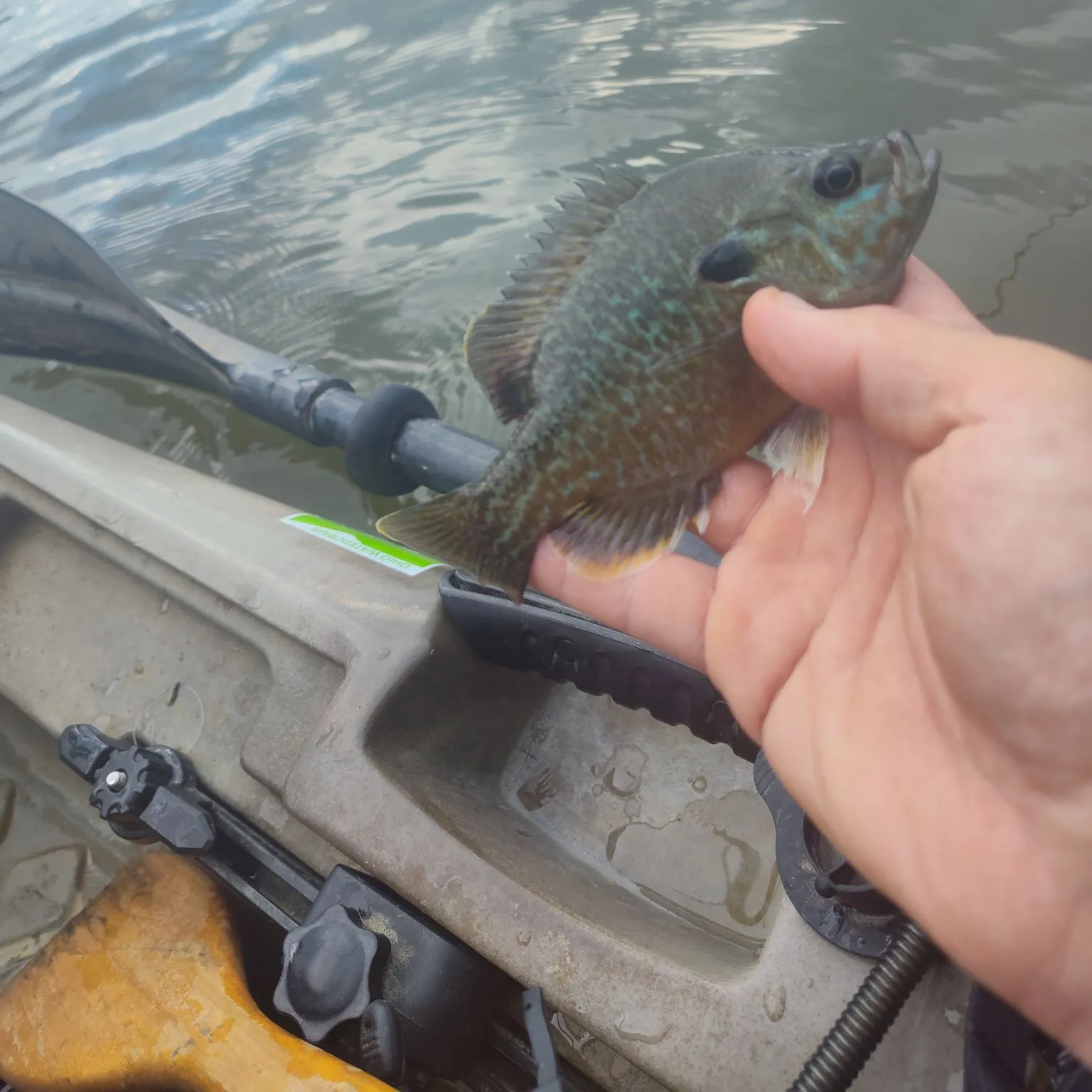 Greengill hybrid caught on Fishbrain
