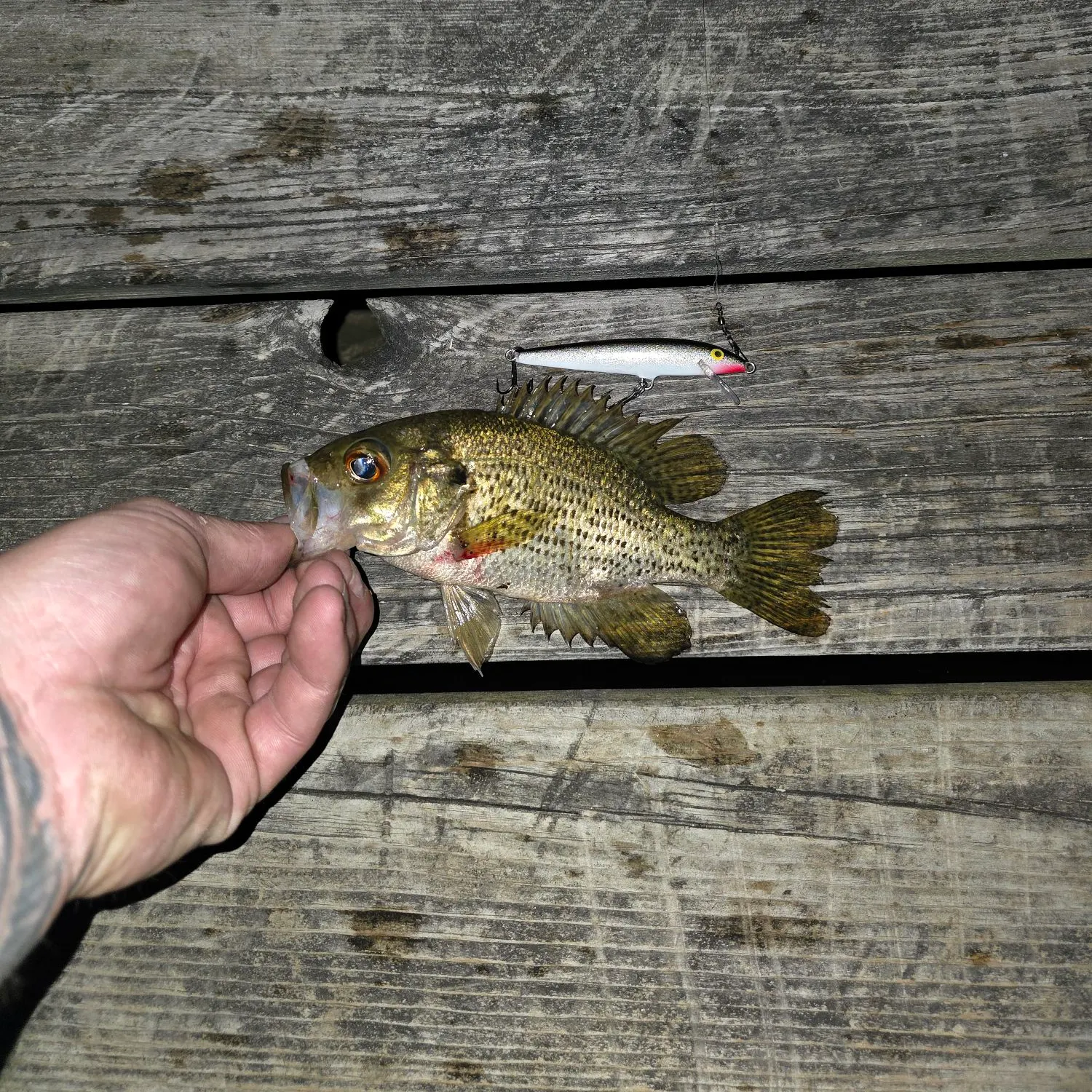 recently logged catches