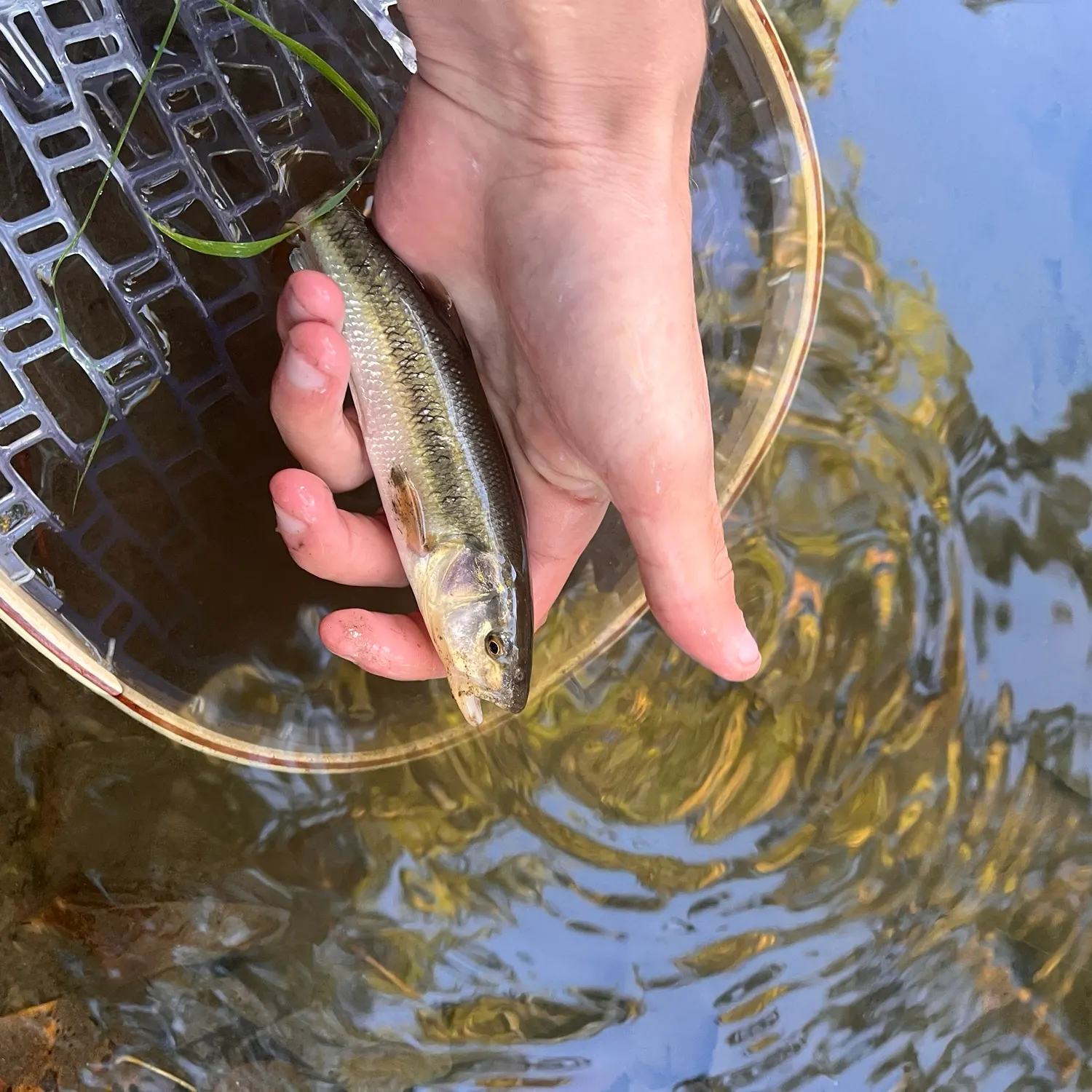 Creek chub caught on Fishbrain