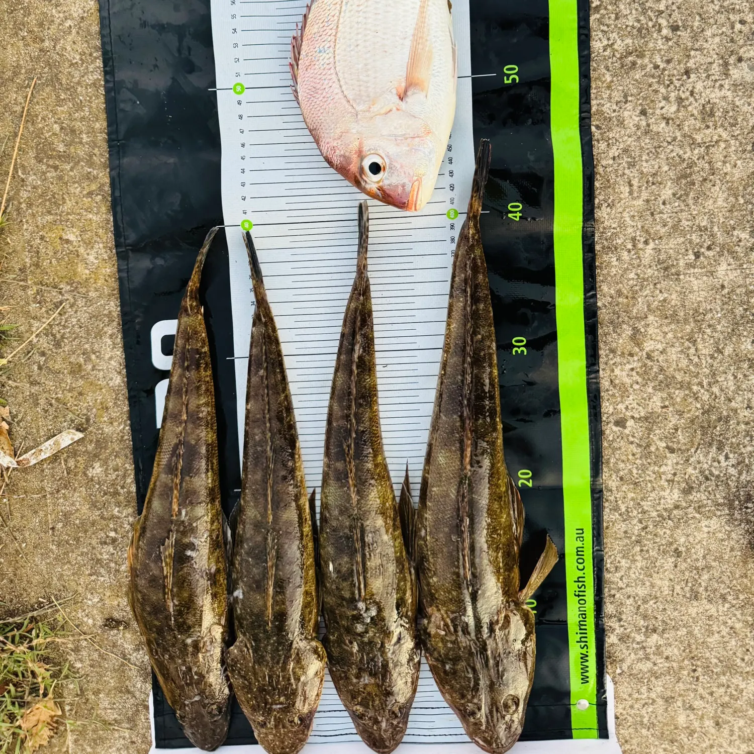 recently logged catches