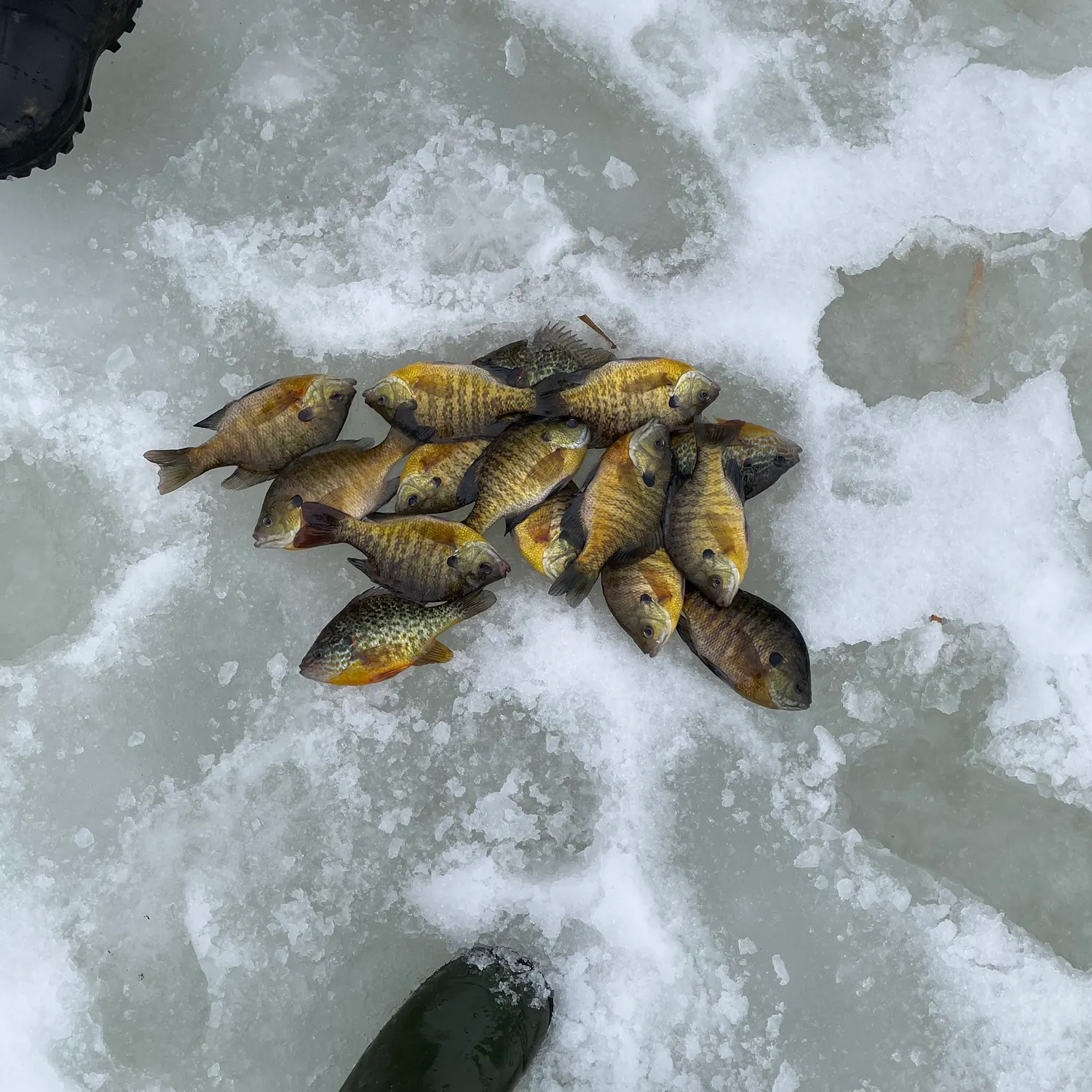 The most recent Pumpkinseed catches on Fishbrain