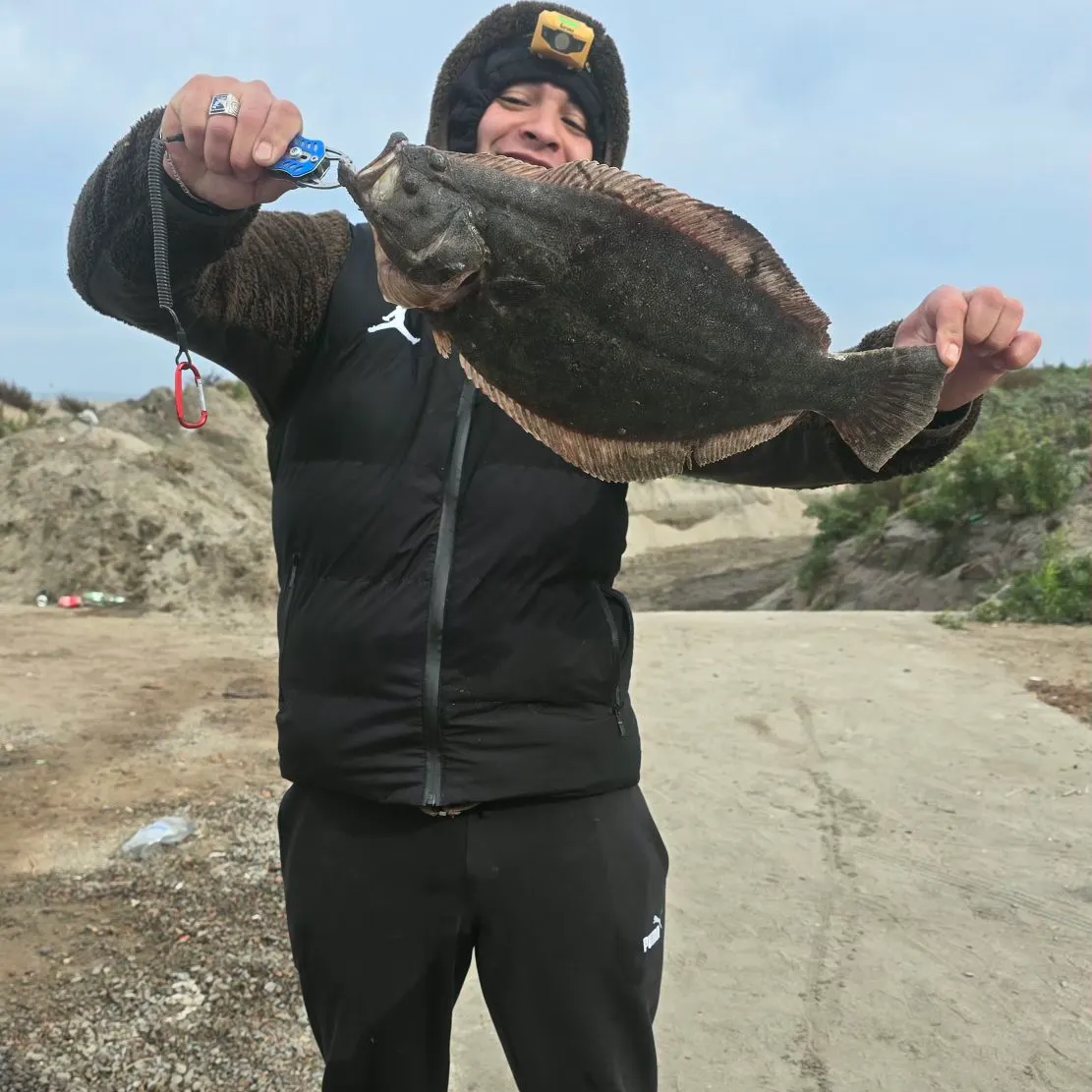 The most recent Lenguado de ojos chicos catches on Fishbrain