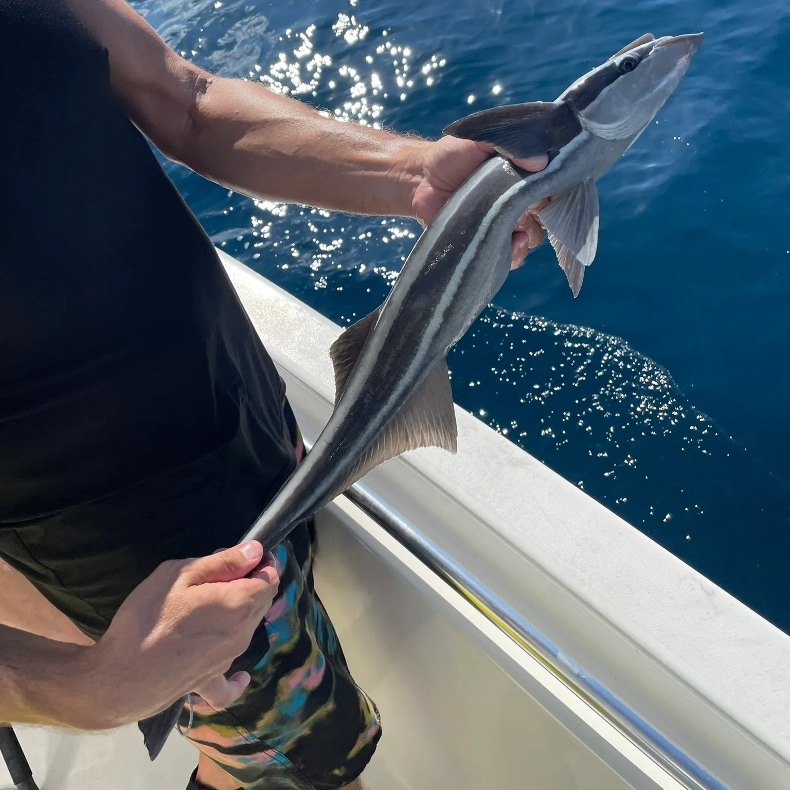 The most recent Cobia catches on Fishbrain