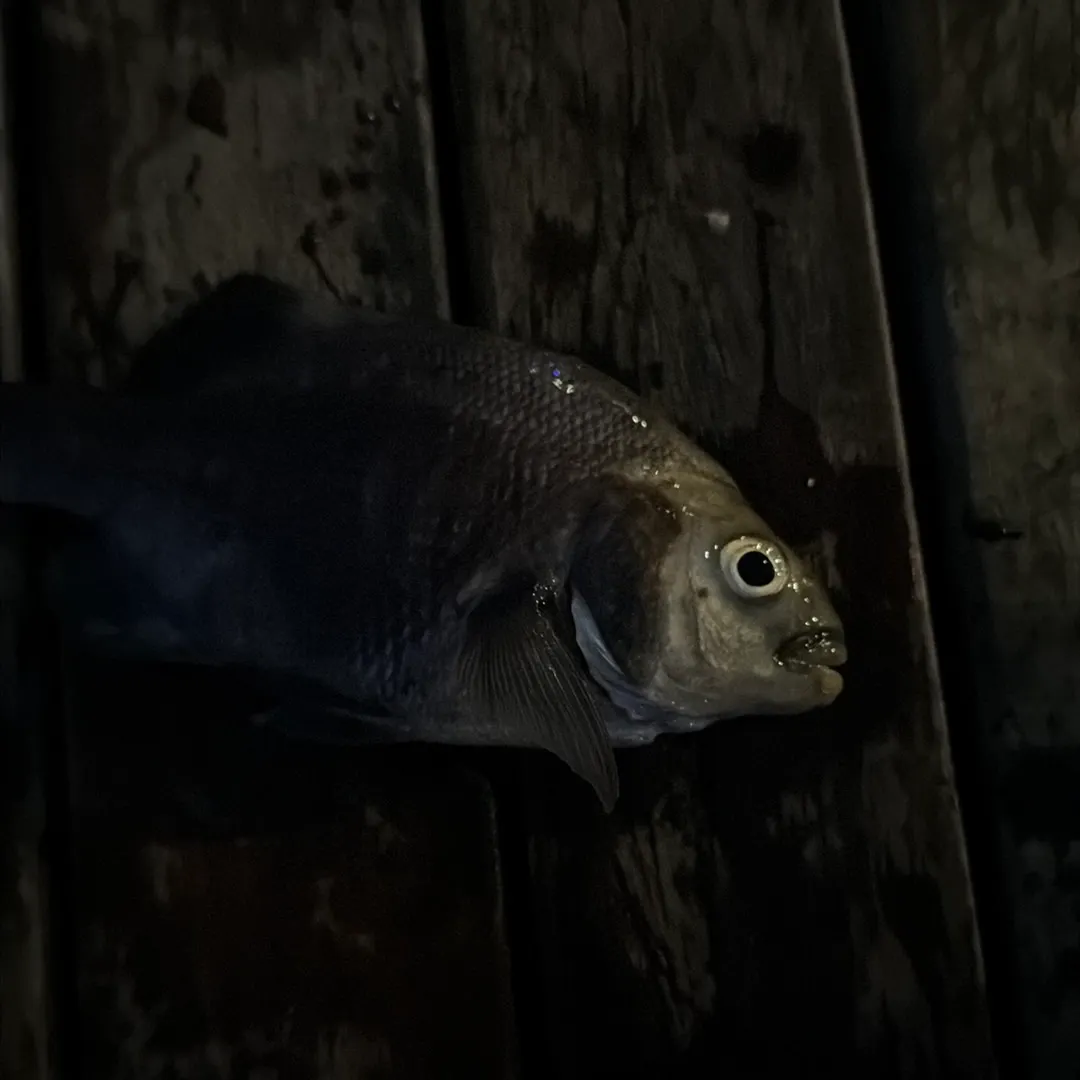 The most recent Threadfin shad catches on Fishbrain