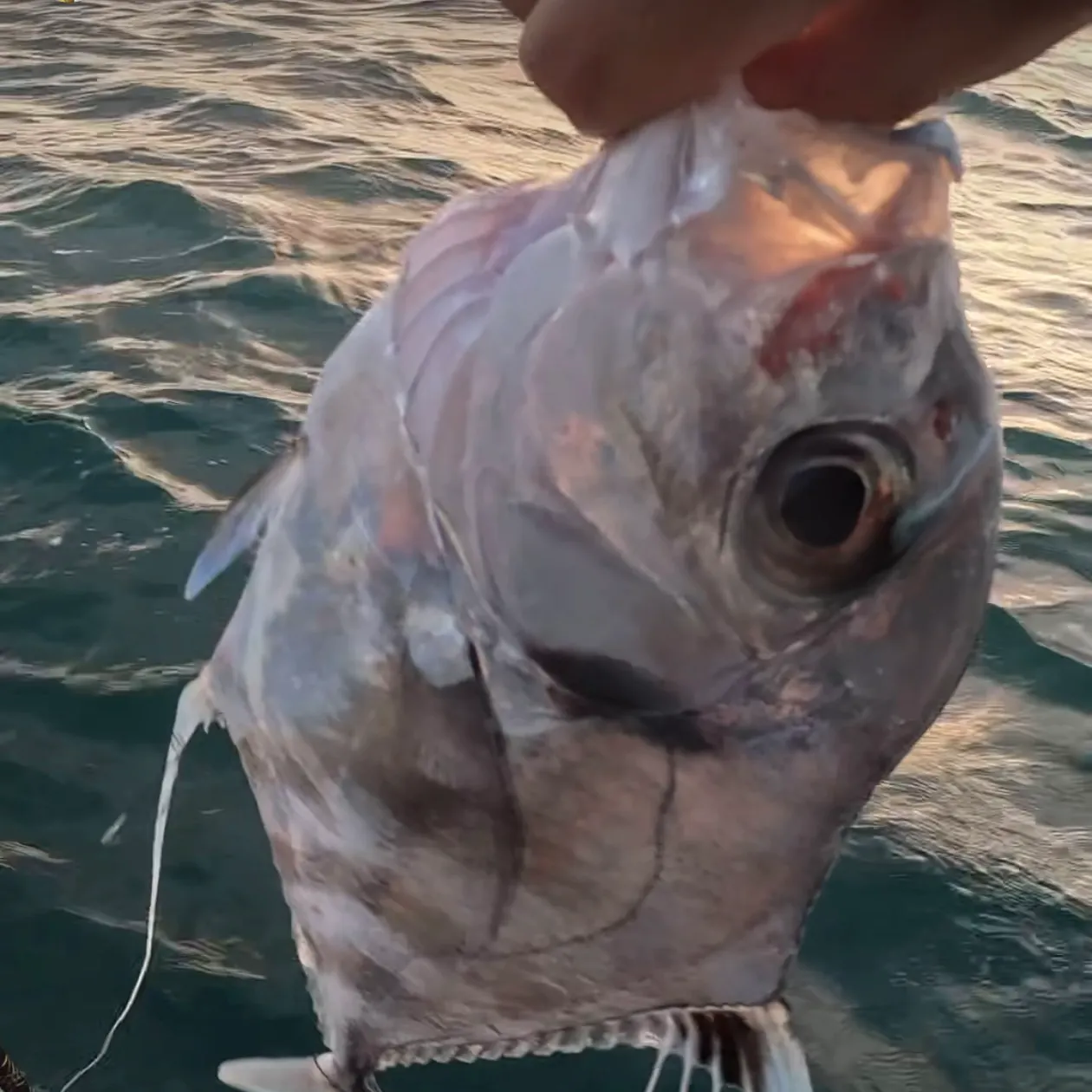 The most recent African pompano catches on Fishbrain