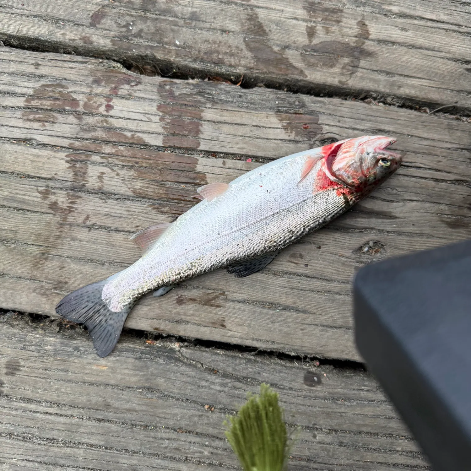 The most recent Rainbow trout catches on Fishbrain