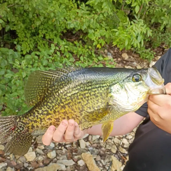 Black crappie caught on Fishbrain