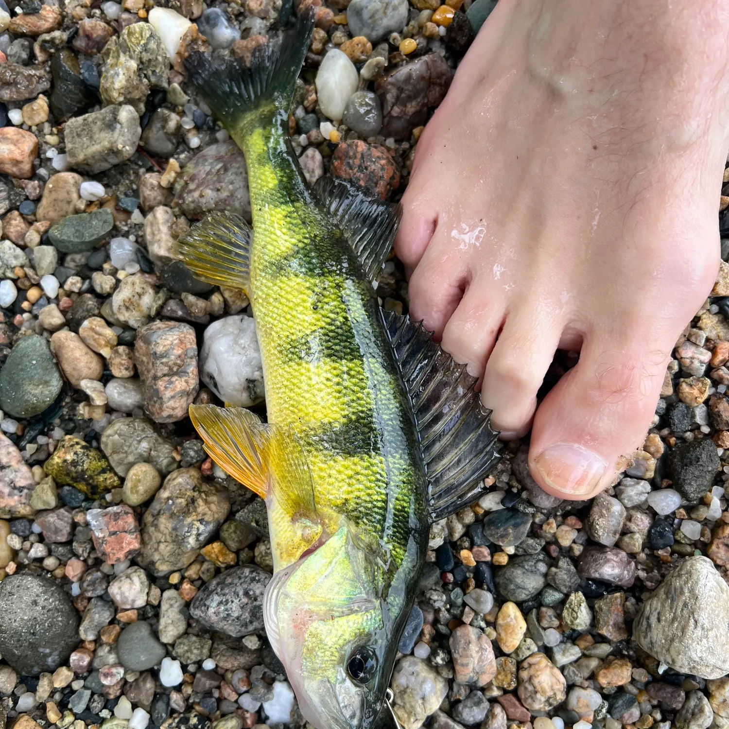 Yellow perch caught on Fishbrain