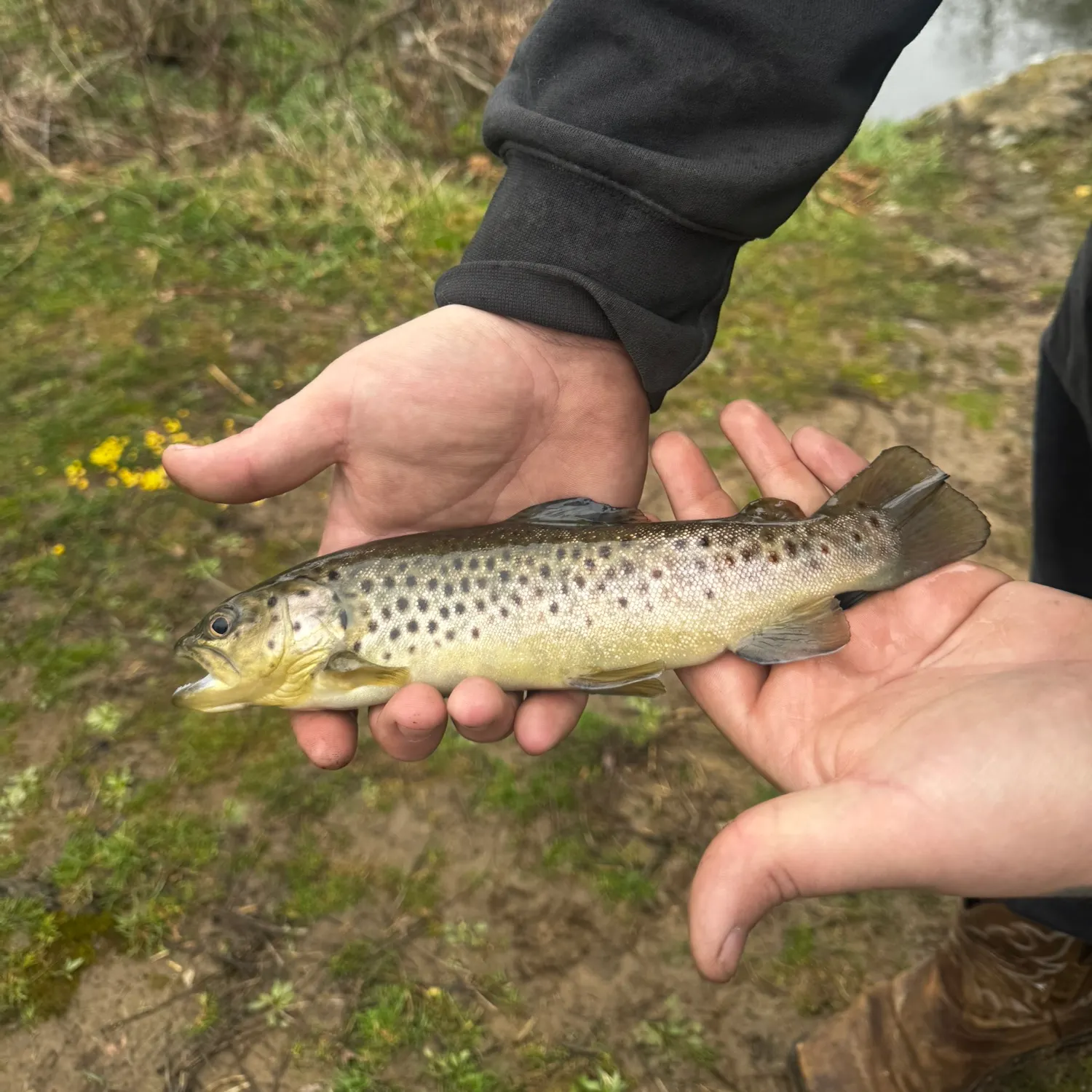 The most recent Brown trout catches on Fishbrain