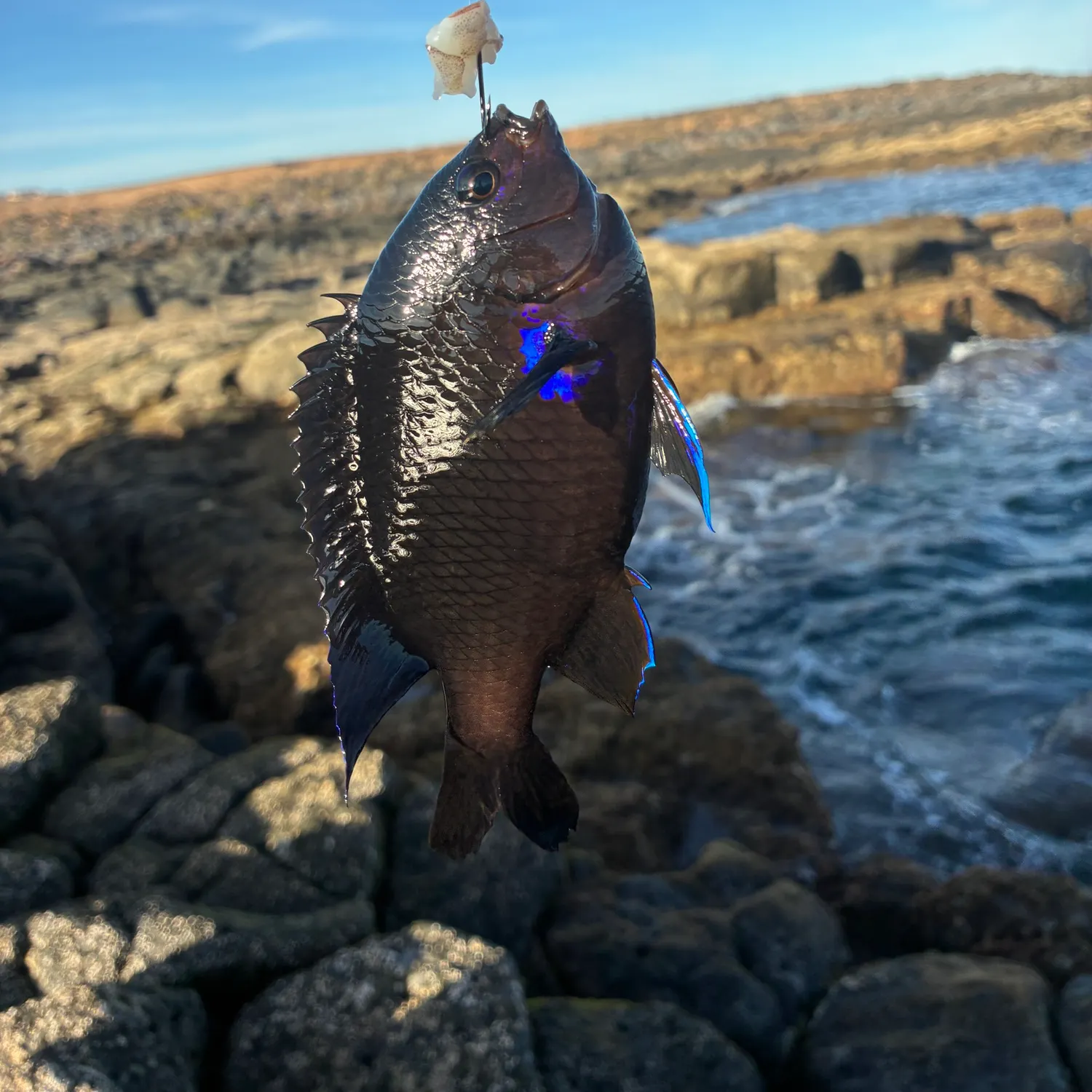 The most recent Canary damsel catches on Fishbrain