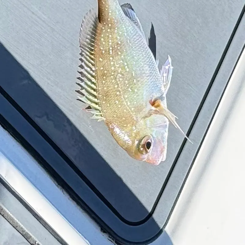 Australasian snapper caught on Fishbrain