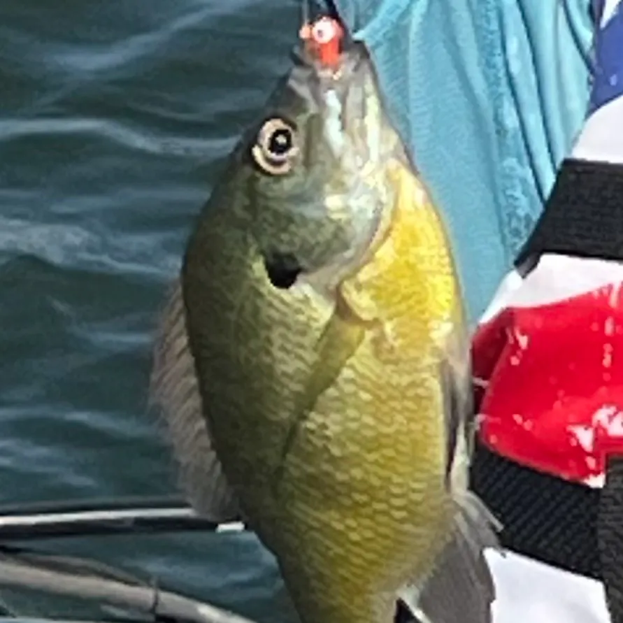 Bluegill caught on Fishbrain