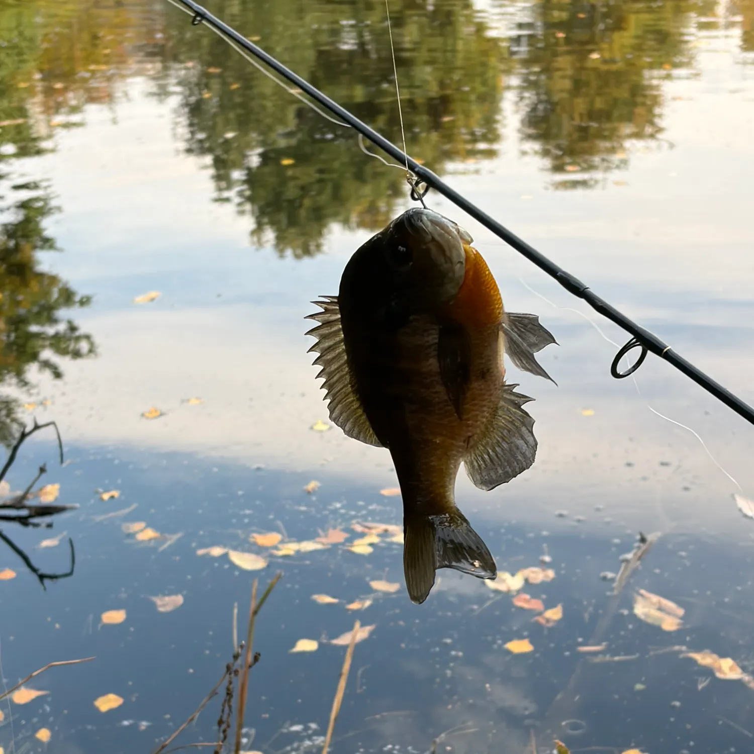 Pumpkinseed caught on Fishbrain