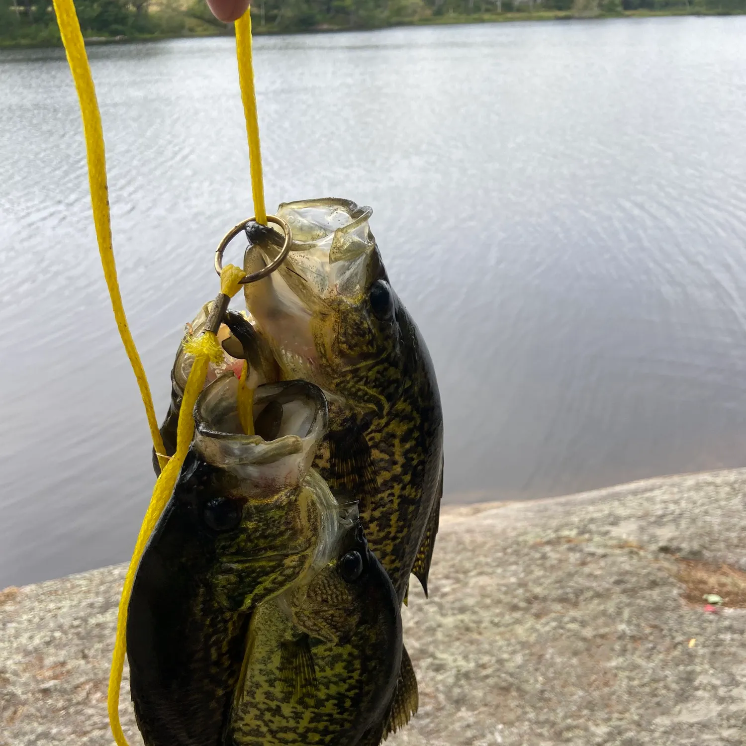 Black crappie caught on Fishbrain